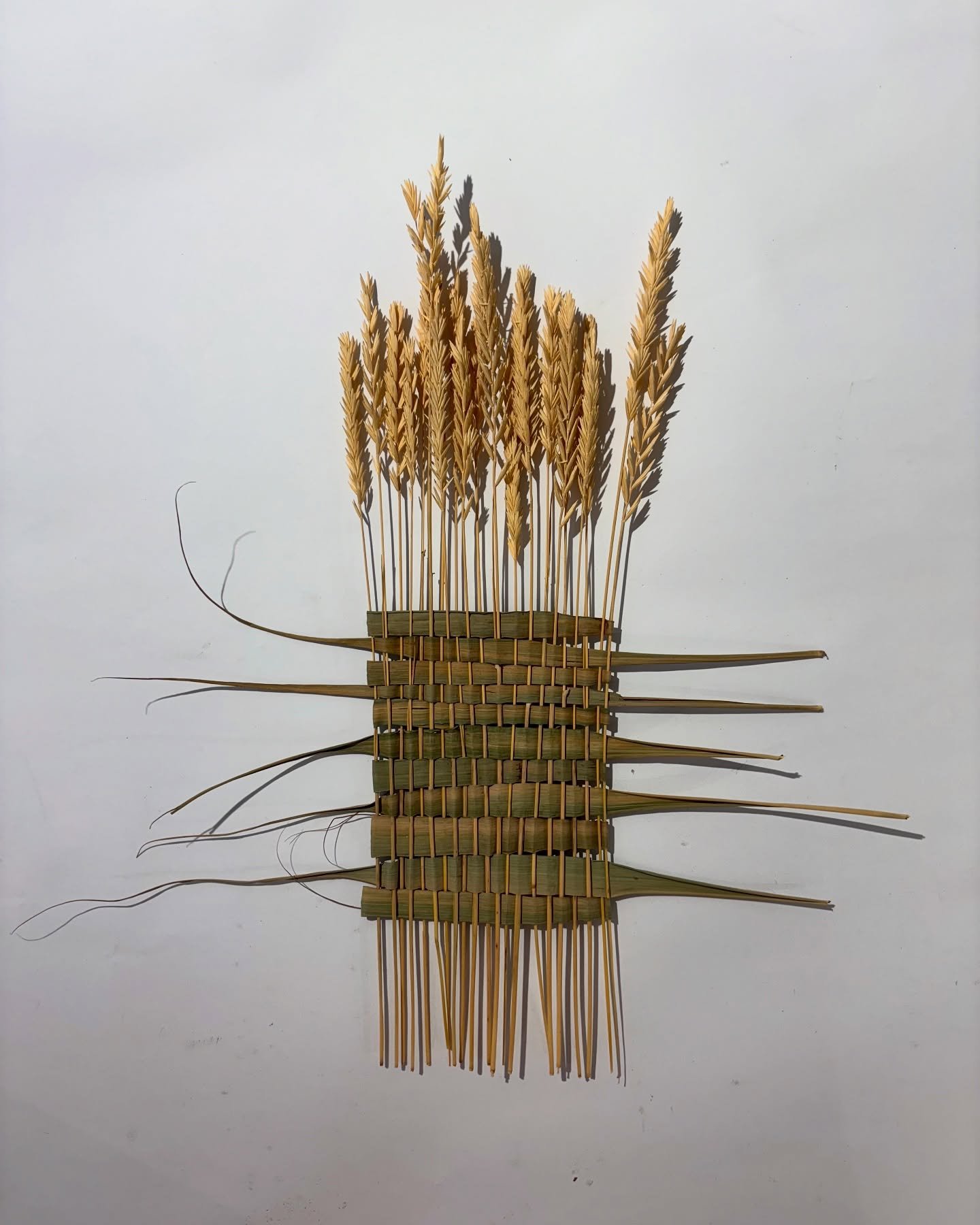 Weaving, it&rsquo;s been a while since I&rsquo;ve been in the studio but glad I made it back &bull; #weaving #reeds #estuary #art #artwork #workinprogress #landscape #nature #studio #place #inbetween