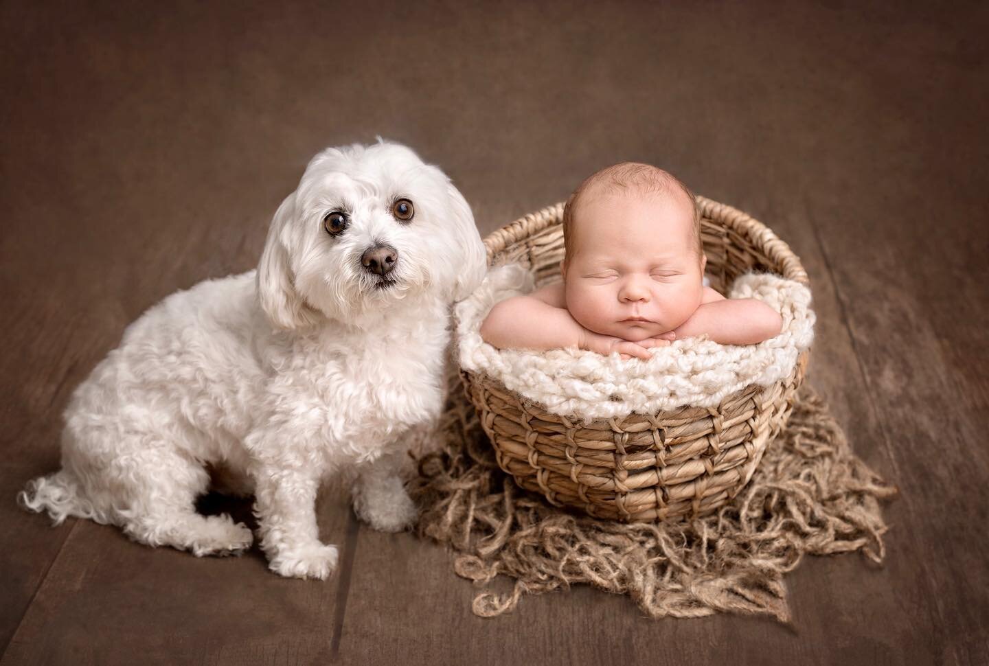 I love creating a portrait with a new baby, especially if it includes a fur baby too!

#furbaby #dog #dogphotographyuk #newbornphotography #newbornbaby #mumtobe #babyshower #portraitphotography #dogsofinstagram #doglover #dogandbaby #babyanddog #ilov