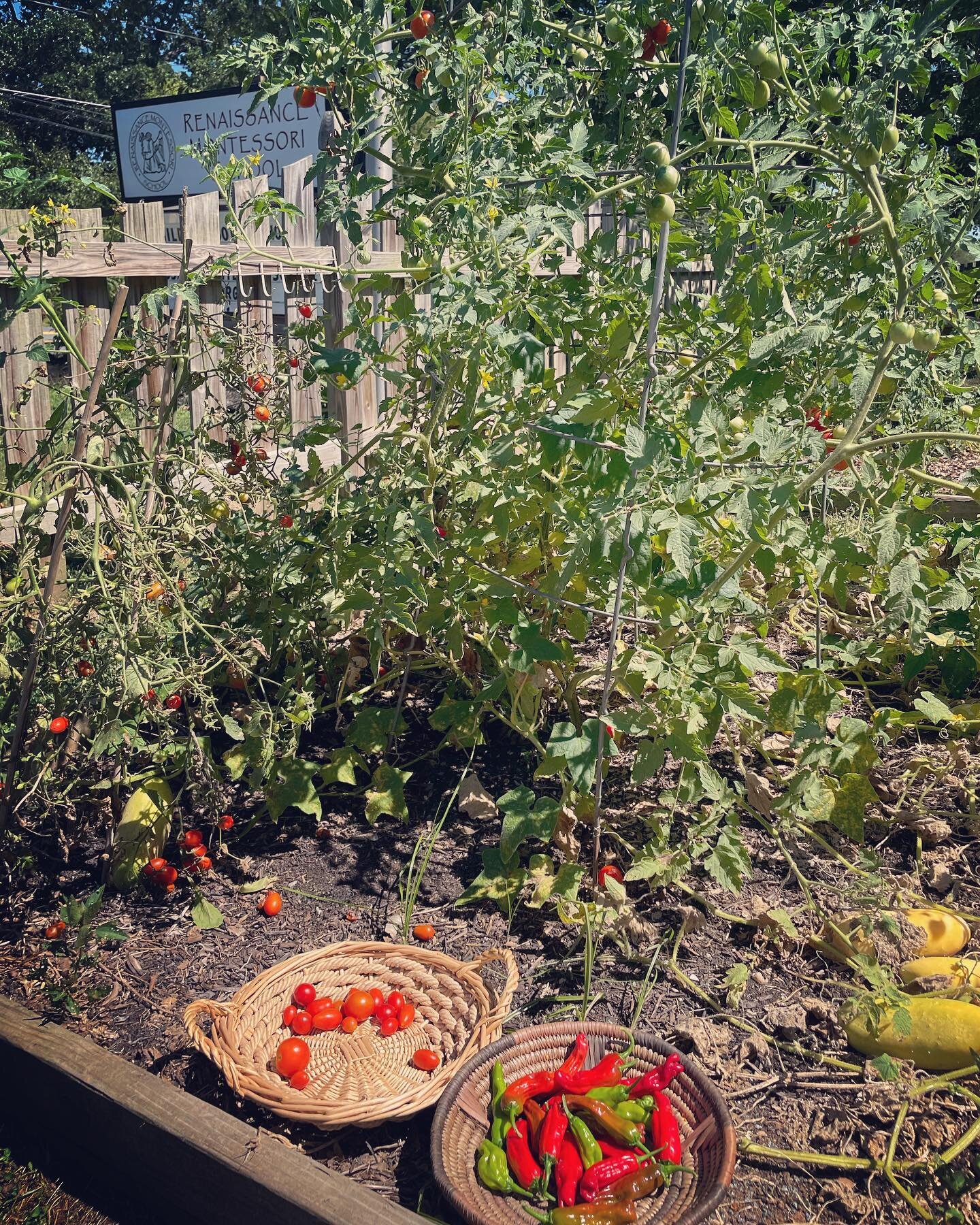 Another harvest of peppers and tomatoes from our Children&rsquo;s House garden!