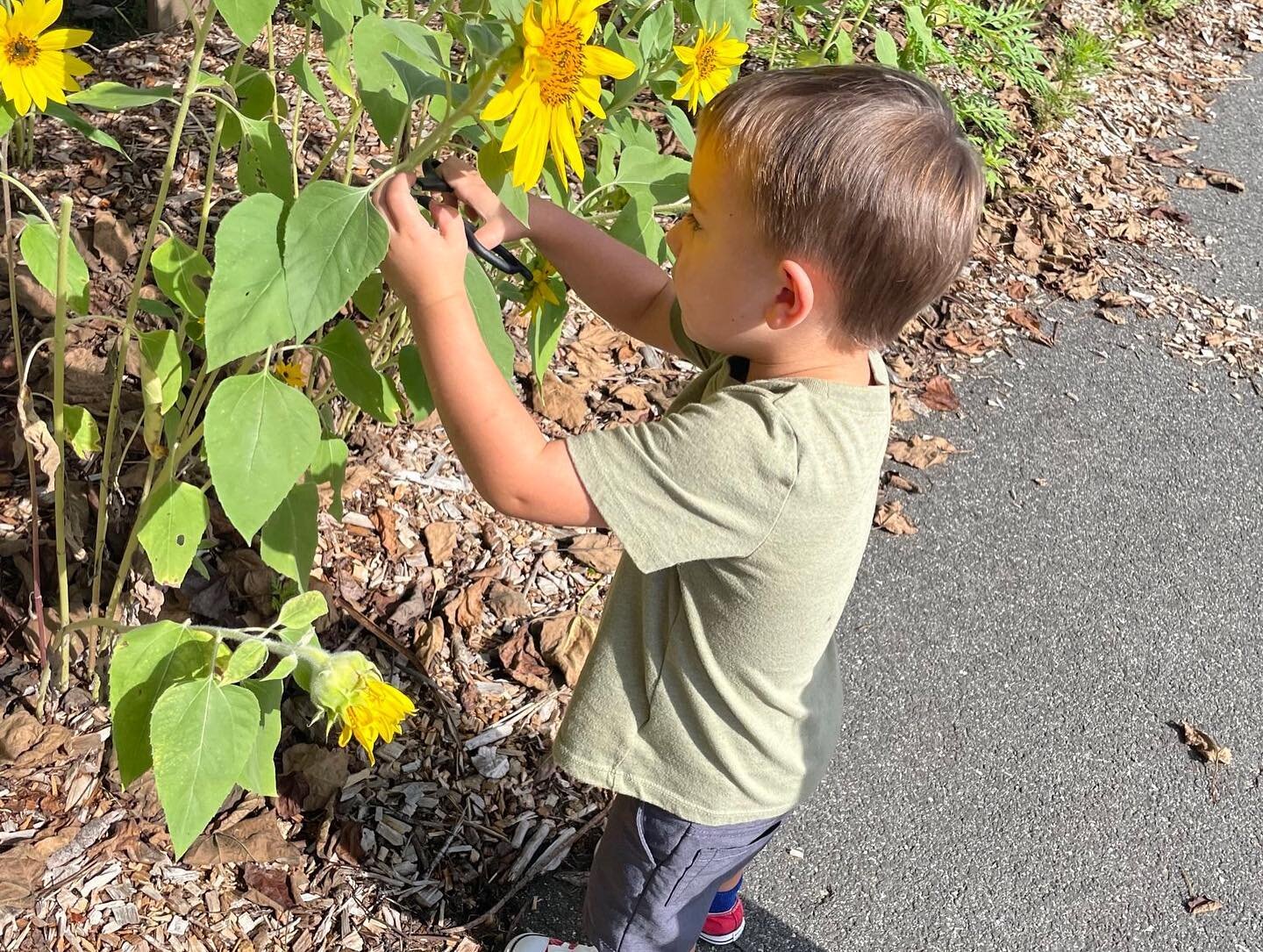 SUNFLOWER by Sanford Jones 

Sunflower, sunflower yellow and round 
You are the prettiest flower I&rsquo;ve found 
Tall, straight, full of grace
I love the light in your bright yellow face! 

#renaissancemontessorischool #catholicmontessori #rmsstrat