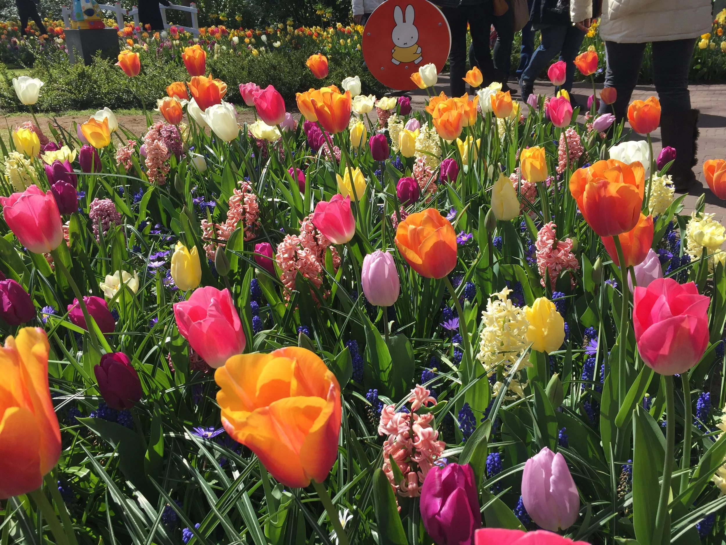 Bonus: Tulips: the Myths, the Mania and the Man.