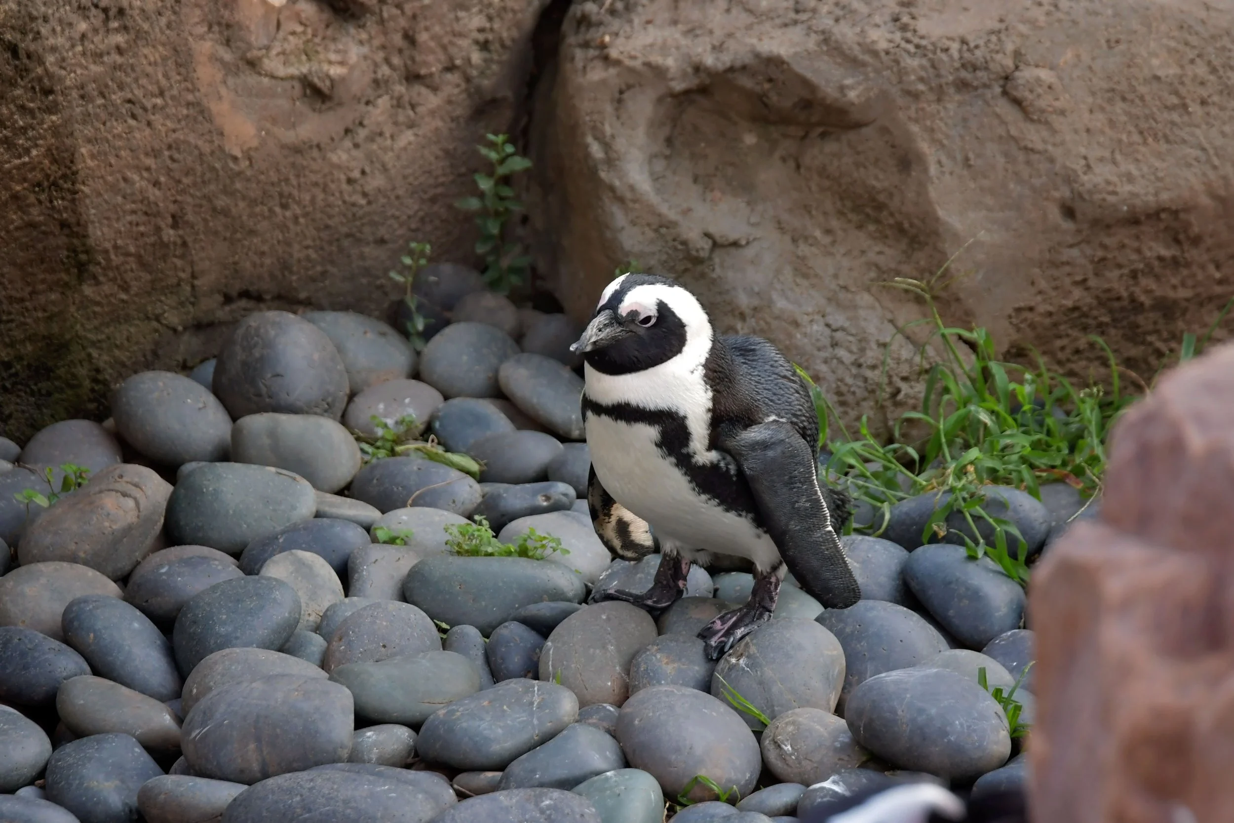 DSC_6045.jpg