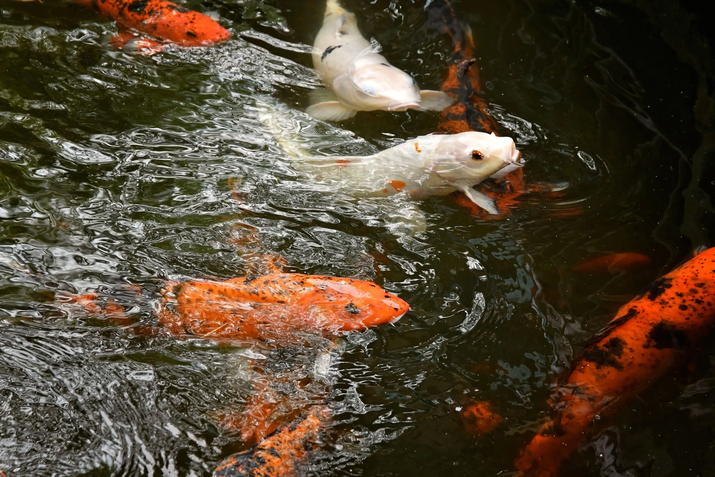 DSC_8903.jpg