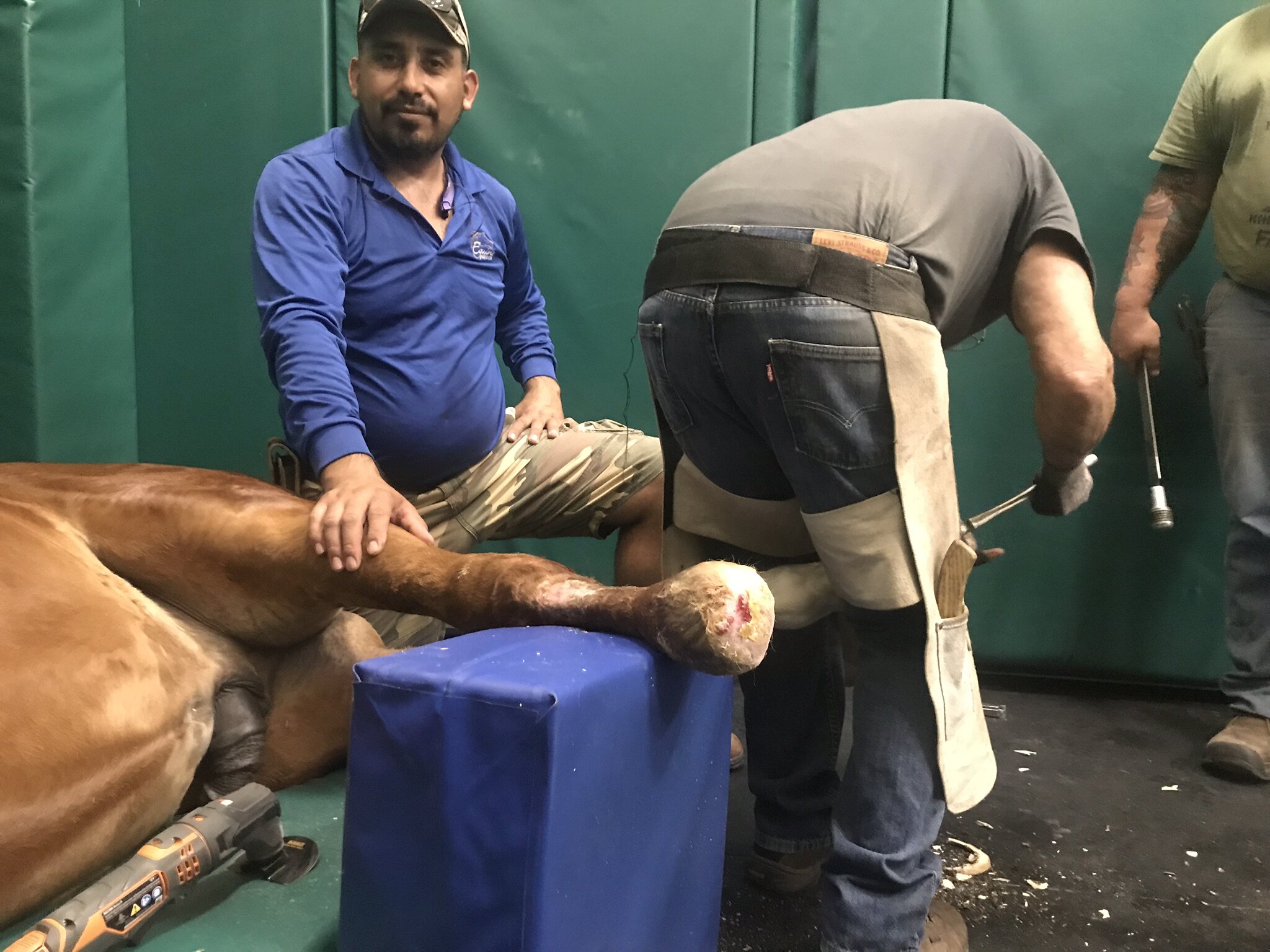Farrier
