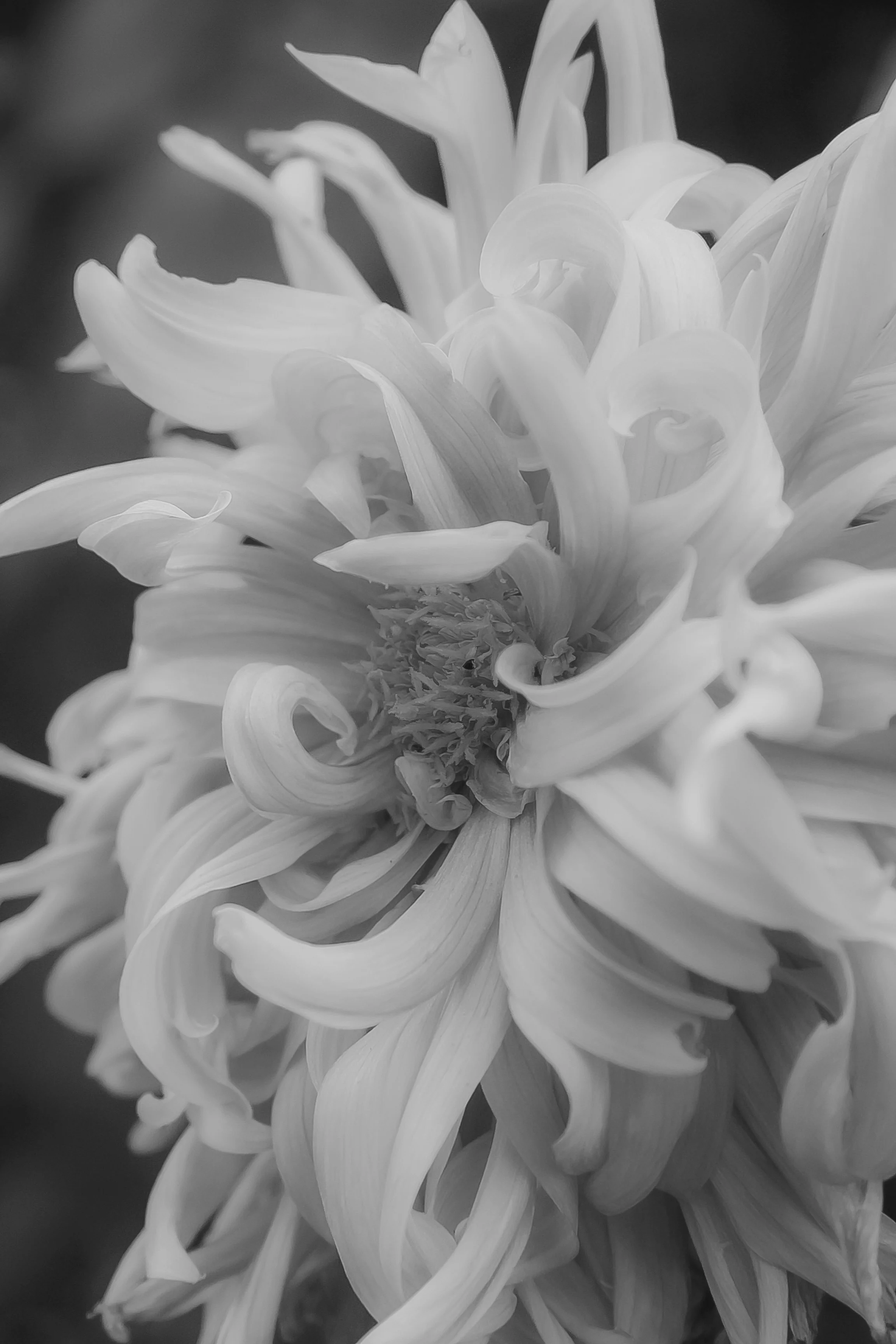 chrysanth-blur.jpg