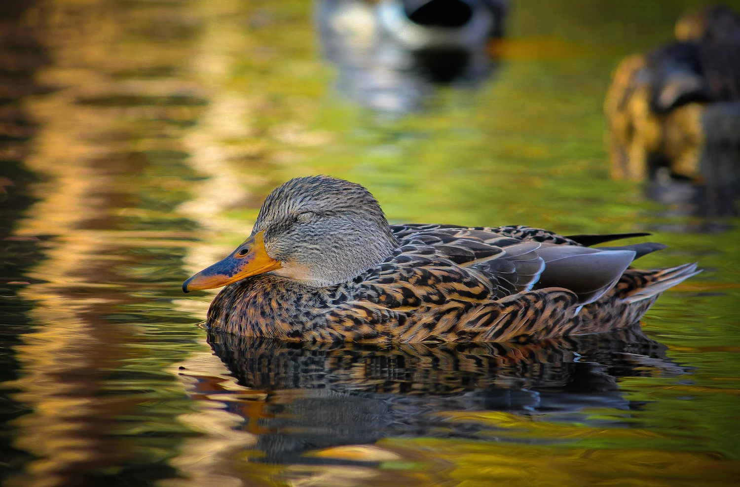 duck-asleep.jpg
