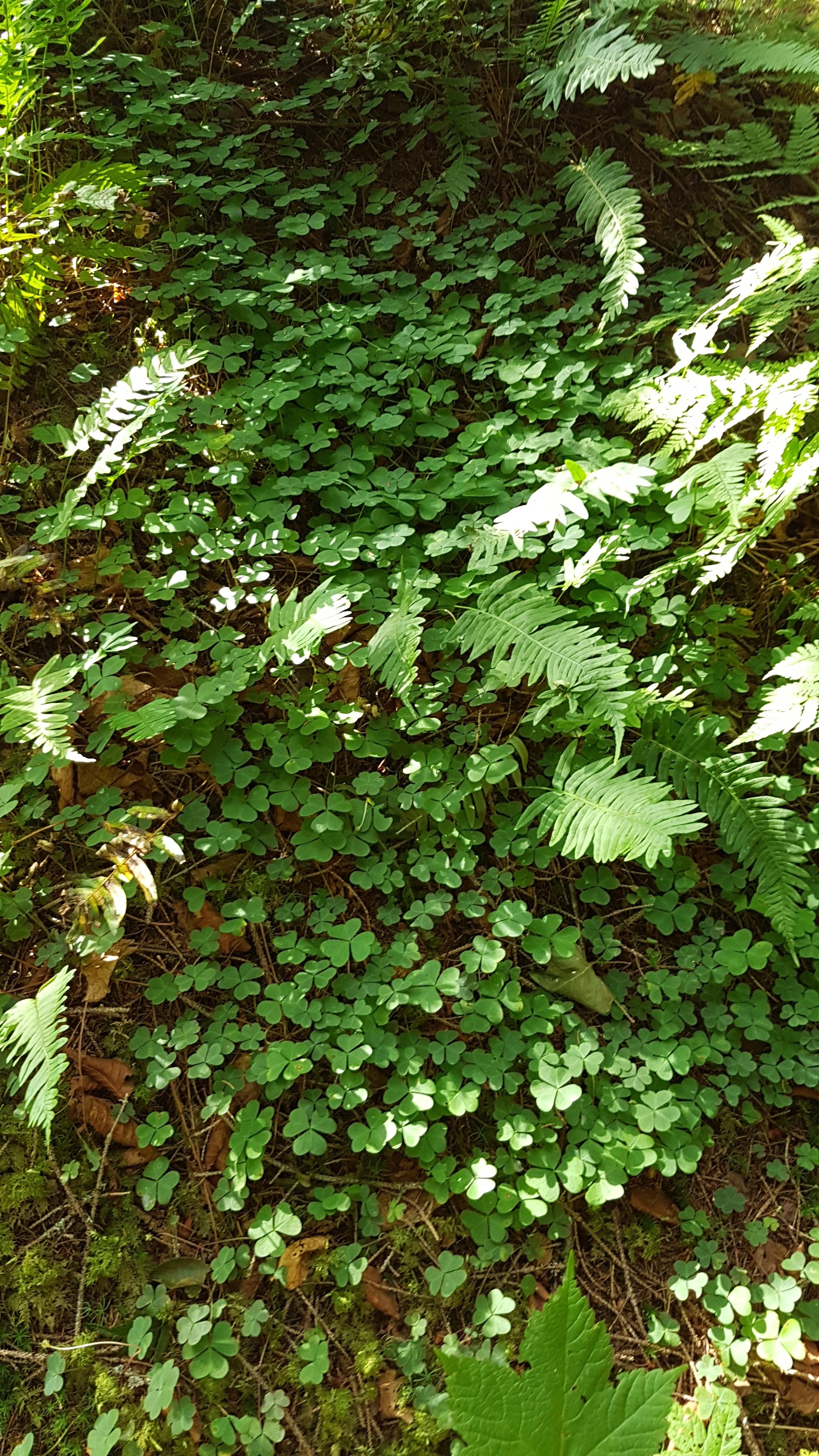 20180731_162839.jpg