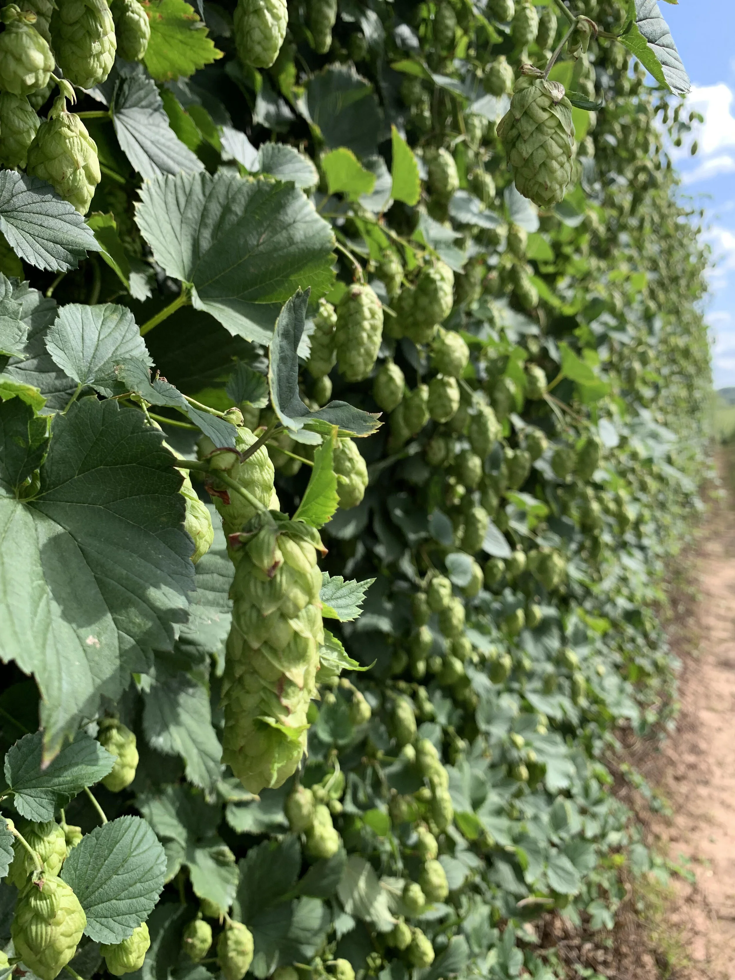Endeavour hops at Stocks Farm