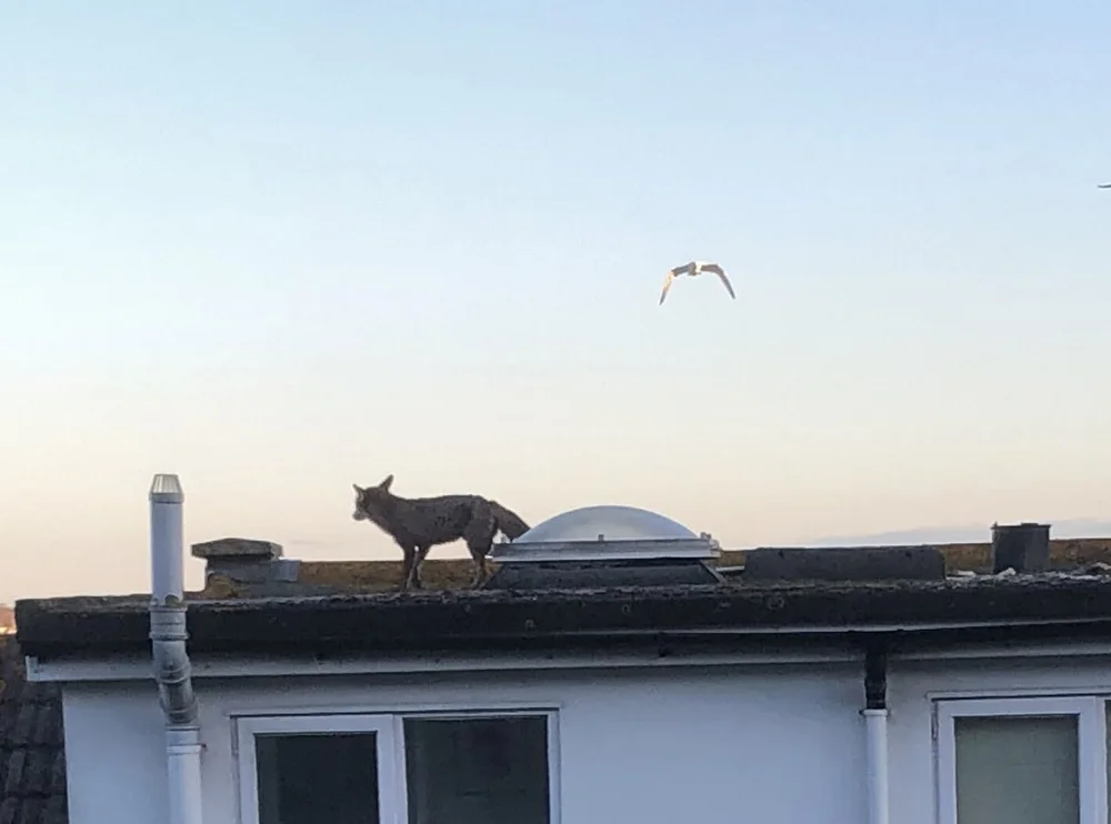 fox vs seagull 1.jpeg