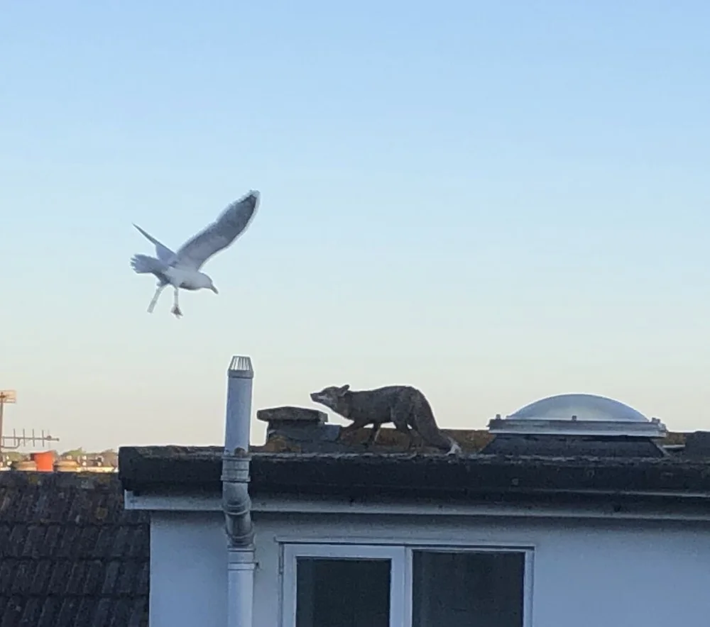 fox vs seagull 3.jpeg