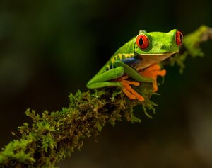 Green frog on branch representing National Geographic free online wildlife conservation courses