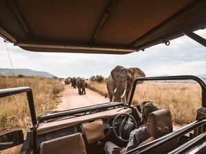 African Elephants viewed from a safari truck representing Wildlife Campus free wildlife courses