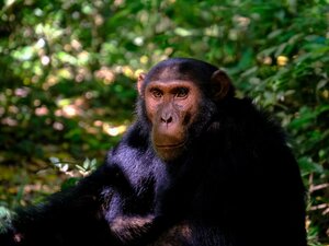 Chimpanzee in a jungle representing free online environmental courses offered by Coursera