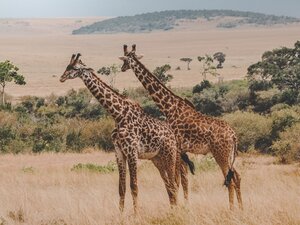 Giraffes in savannah representing PAPACO free online African wildlife courses