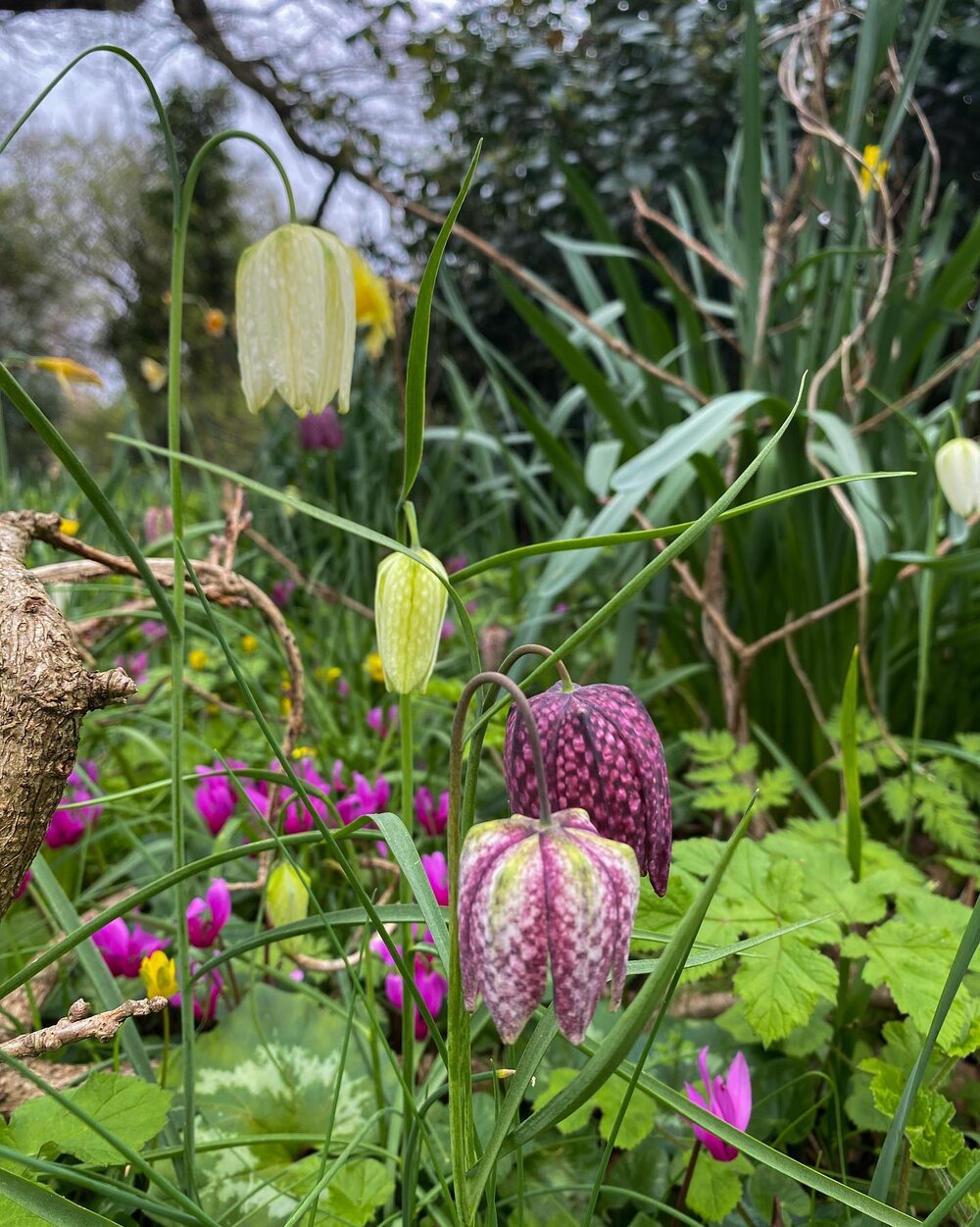 🌸🌼 Spring has arrived, and the wildflowers are in full bloom! I'm excited to share some photos of the beautiful spring sowbread, exotic to the UK, and the native snakeshead fritillaries and bluebells that are currently painting Bristol with a pop o