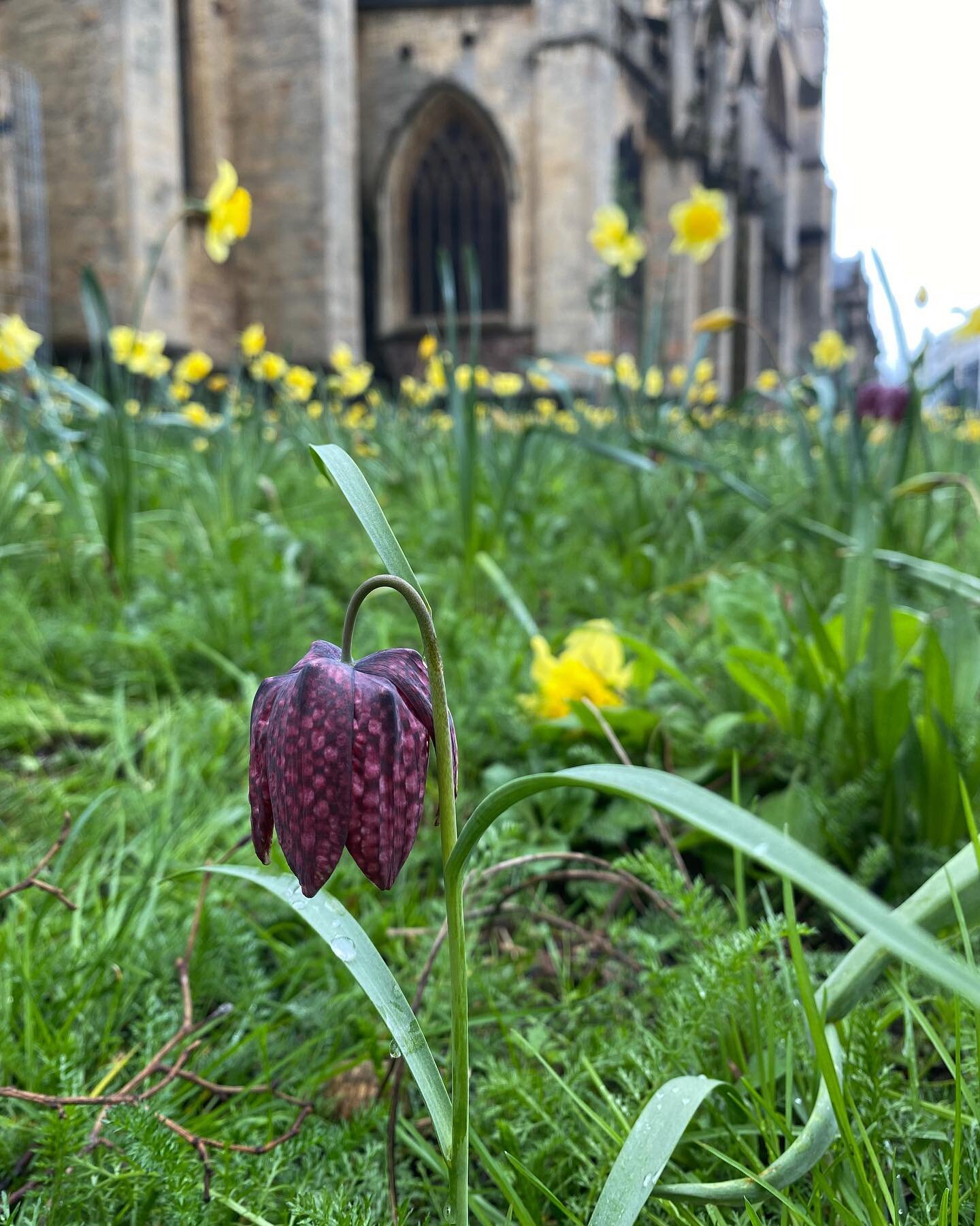 🌸 Spring is finally here! And it's the perfect time to get outside and enjoy the blooming spring flowers. Speaking of which, have you heard about the snakeshead fritillaries? These beauties are must-see UK wildflowers this time of year! So I was ver
