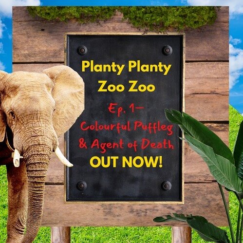 So happy that the first episode of mine and @connorljd new podcast @plantyplantyzoozoo is now out!! 

Join us as we build our ✨dream✨ (hypothetical) zoo &amp; botanical gardens! Head to @plantyplantyzoozoo and click the link in bio to find links to a