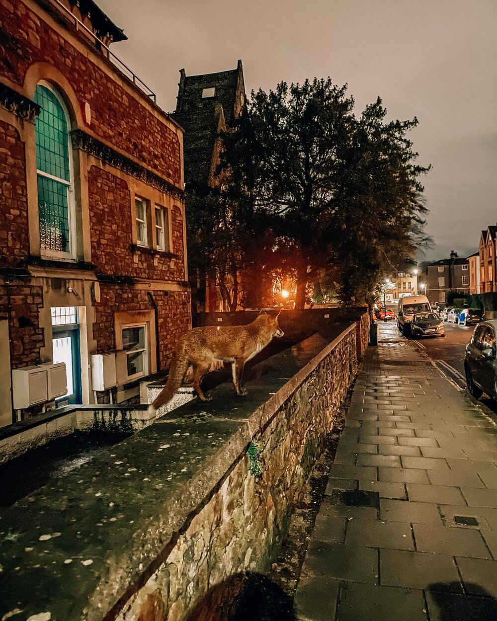 I&rsquo;ve never met such a bold fox 🦊 

I definitely saw more foxes when I lived in London, but I feel like the foxes I see in Bristol are less bothered by my presence. It was very exciting to get so close to this one! 

I actually stopped because 