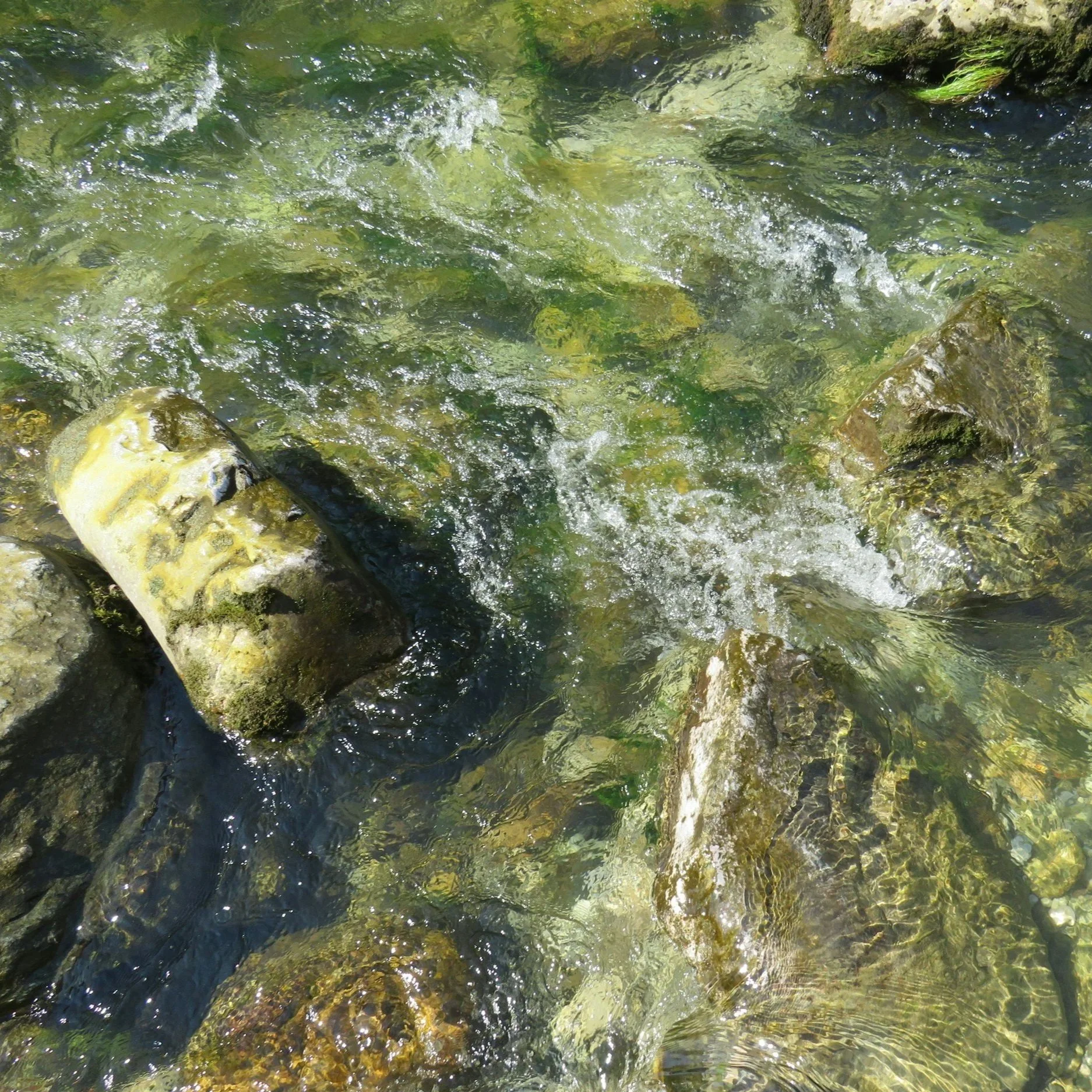 The river slime that could help reveal the health of England’s waterways