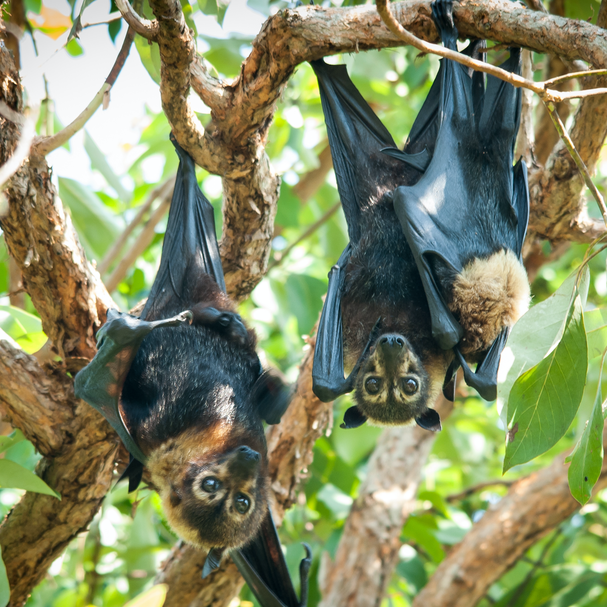 Silence at the library: Inside Cairns’ controversial flying-fox relocation