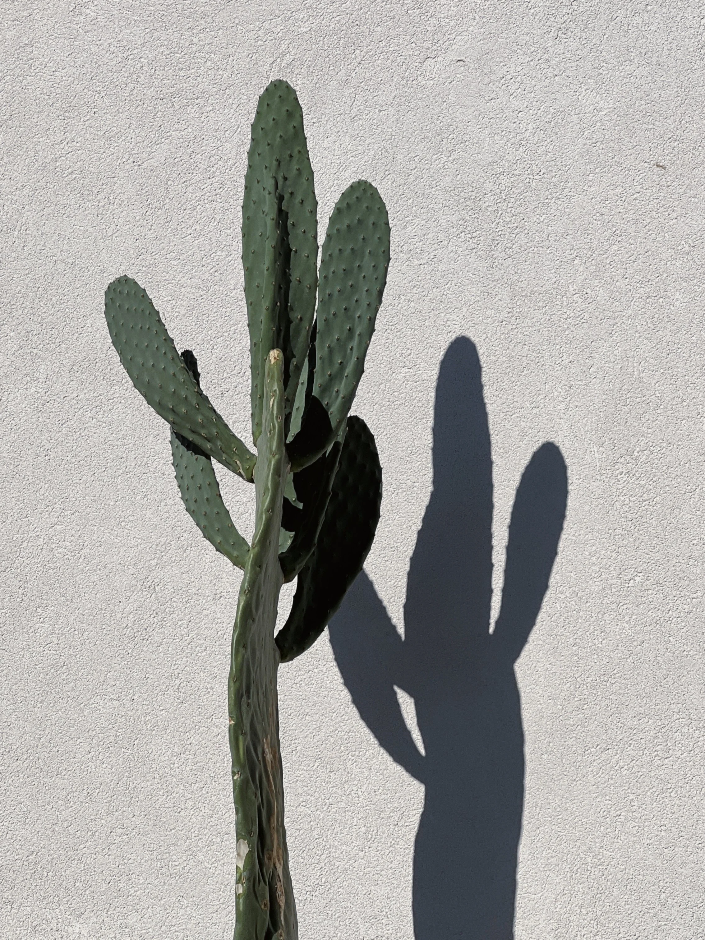 Large cactus casting shadows on a sunlit wall, symbolising slow growth and clearer structure for an evolving business.