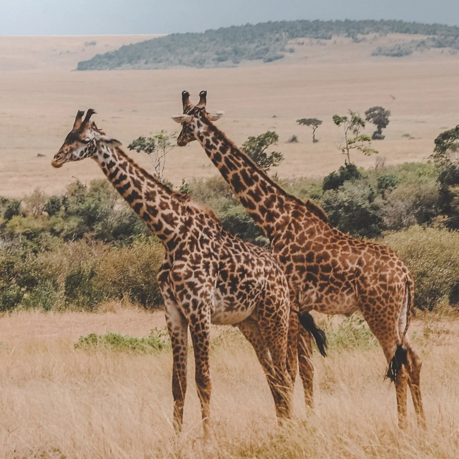 11 SITES FOR FREE ENVIRONMENTAL COURSES ONLINE IN 2024 — Step(h) into Nature