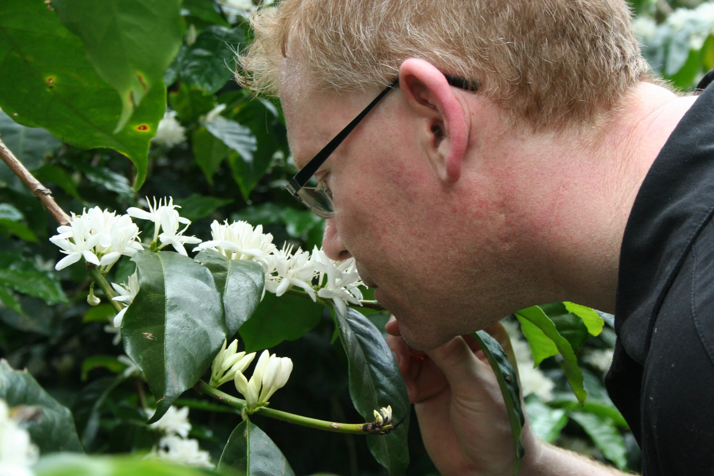 Discovering the intoxicating aroma of coffee blossoms