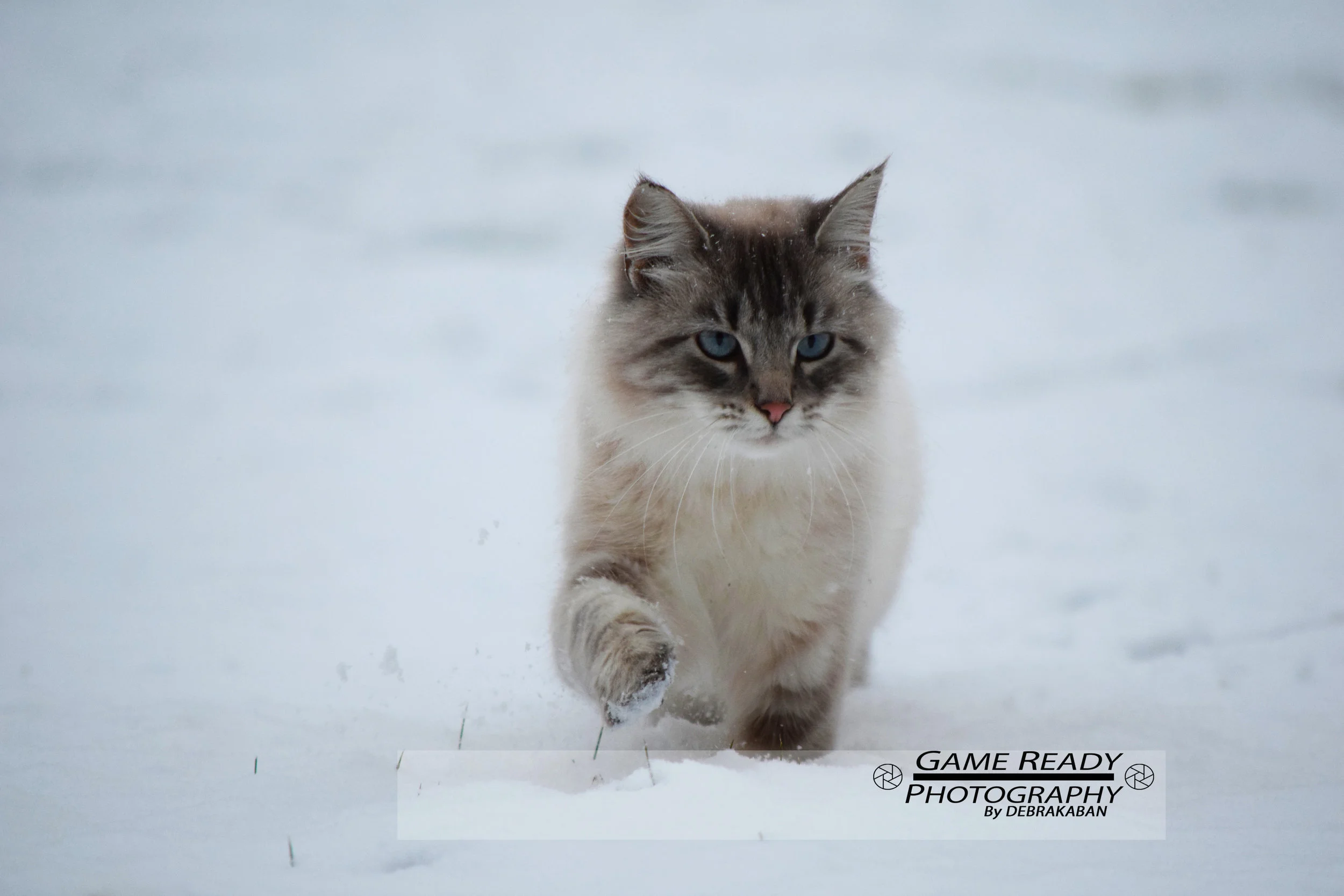 DSC_0738a.jpg