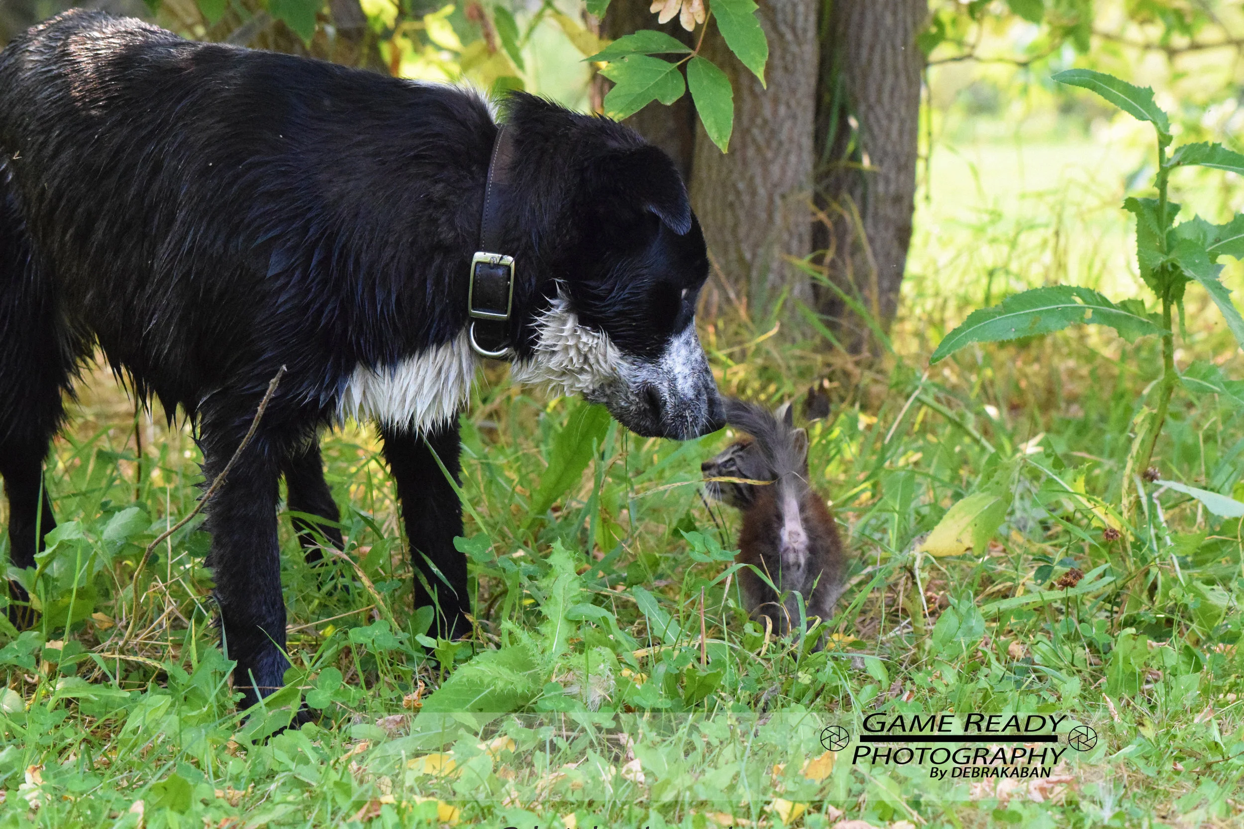 DSC_0957aa.jpg