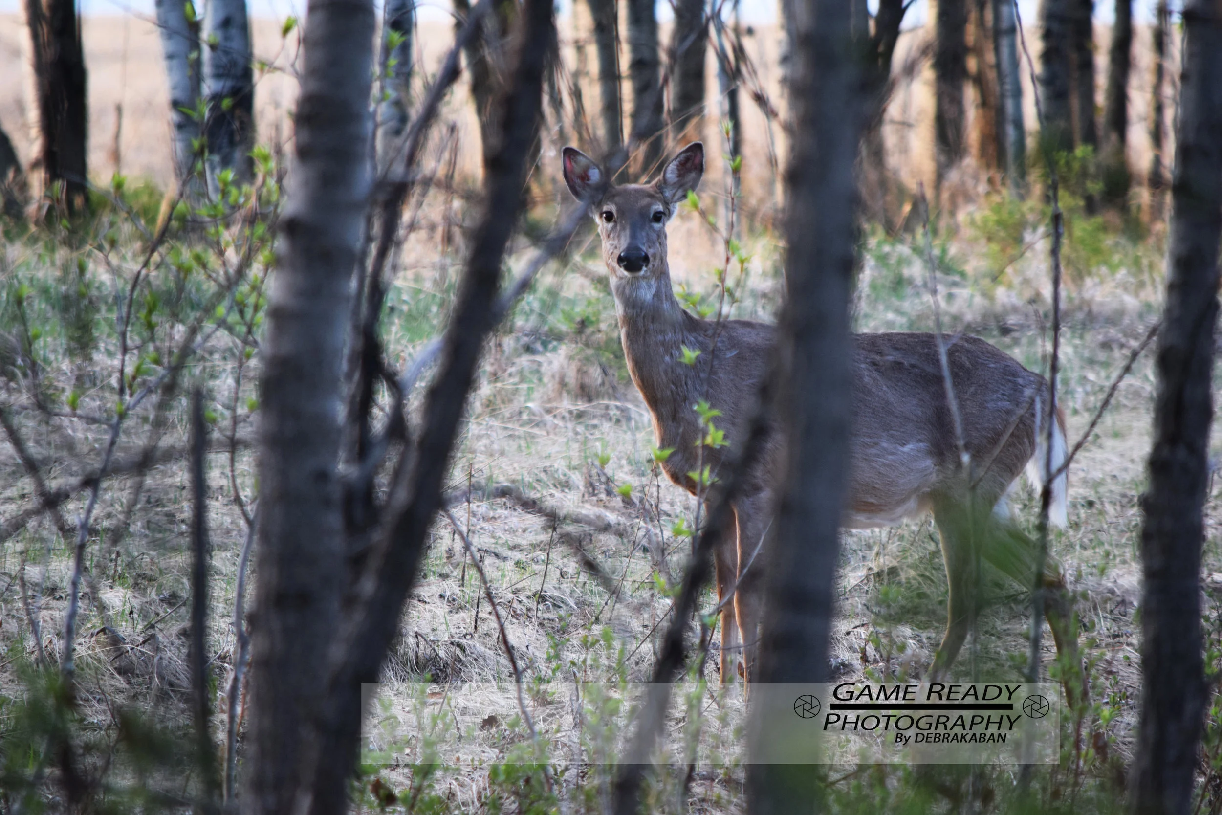 DSC_0508a.jpg