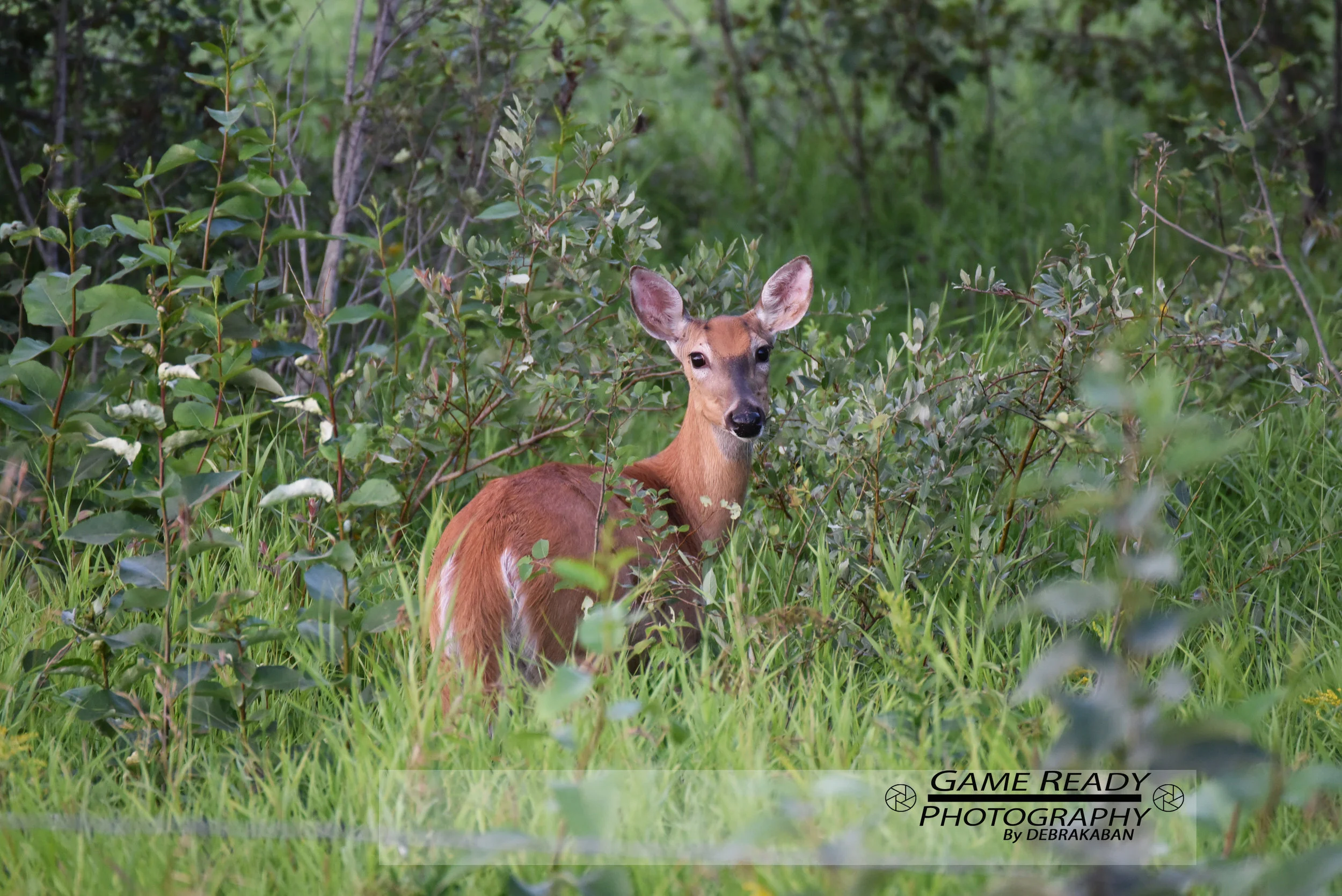 DSC_2229.jpg