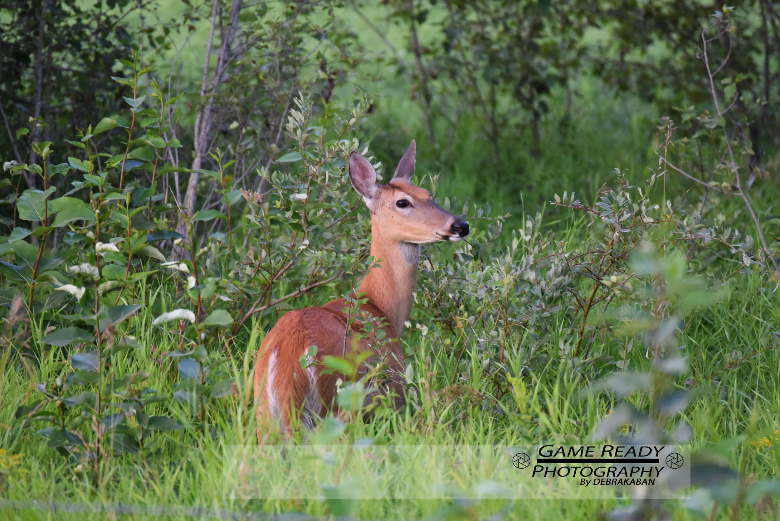 DSC_2231.jpg
