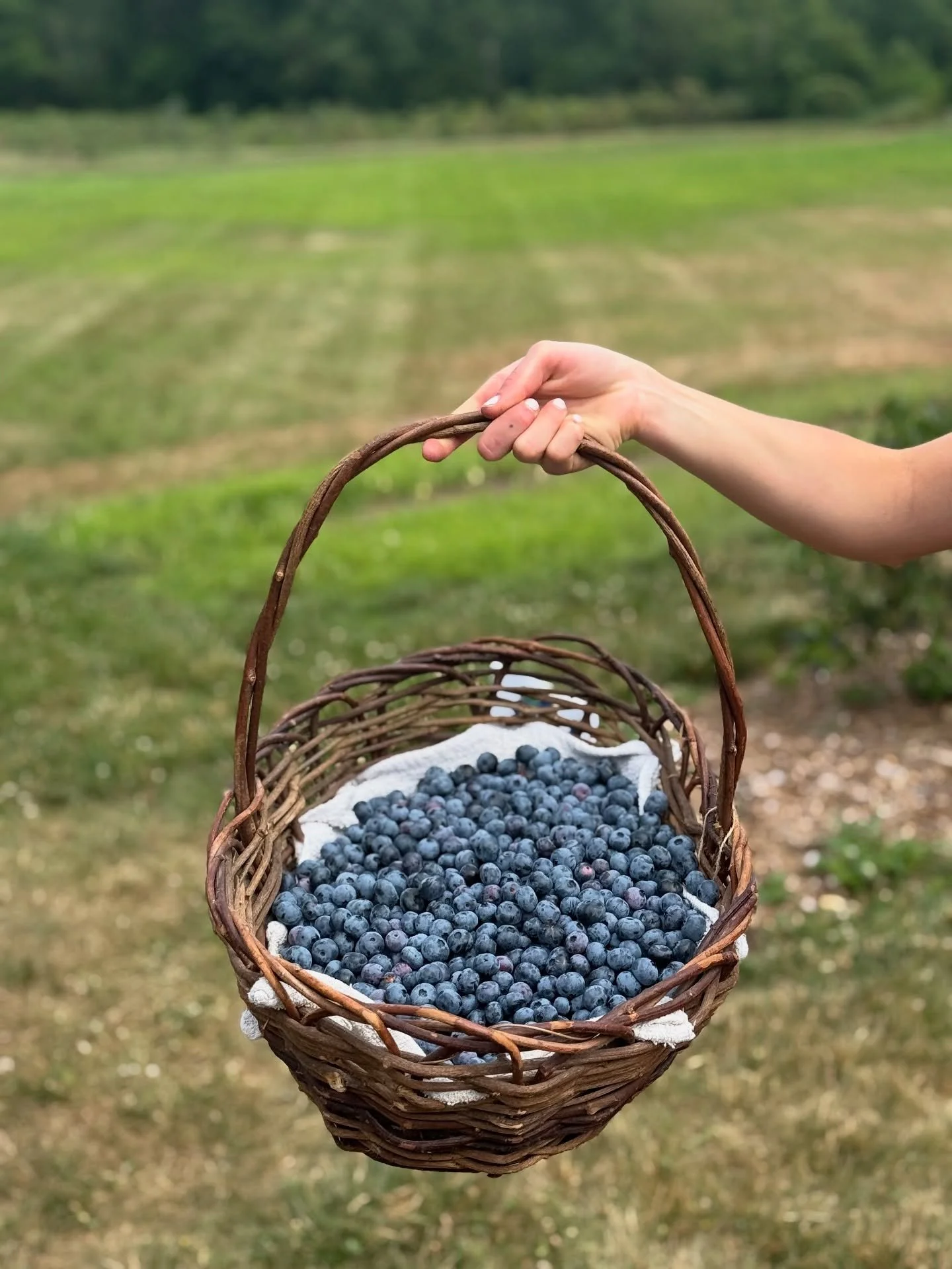 July ✨🫐
&mdash;means blueberries! Our PYO fields are open (including our PYO flowers &amp; herbs). Stop by any time during our normal business hours to enjoy. 
AND mark your calendars for Blueberry Fest 2025&ndash;Sunday July 20th, 10a-2p. Official 