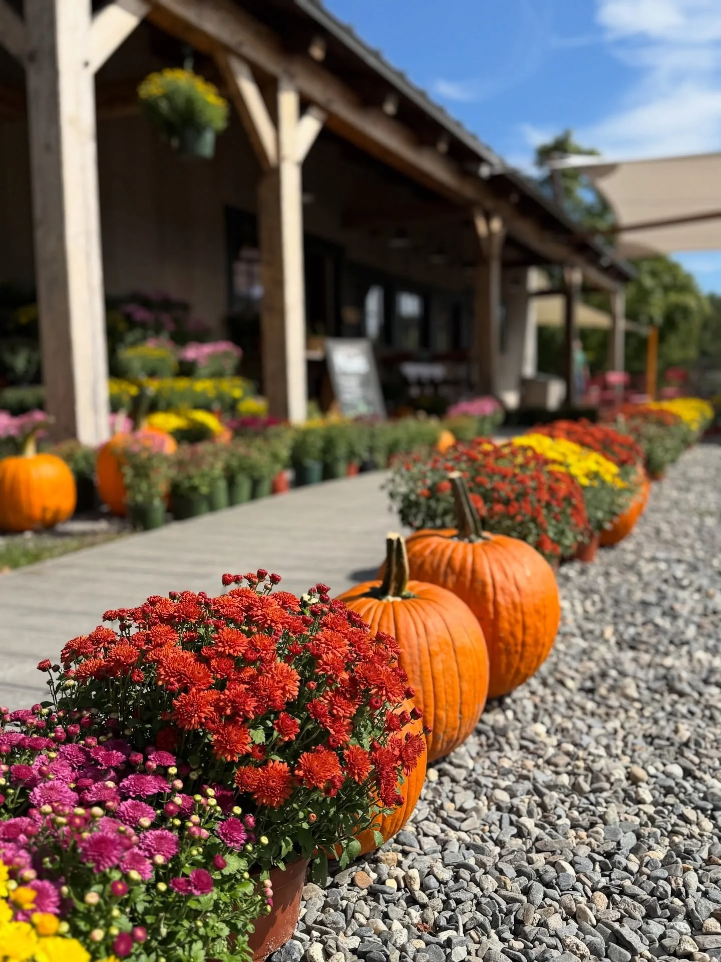 pumpkins &amp; mums &mdash;it&rsquo;s officially fall 🍂