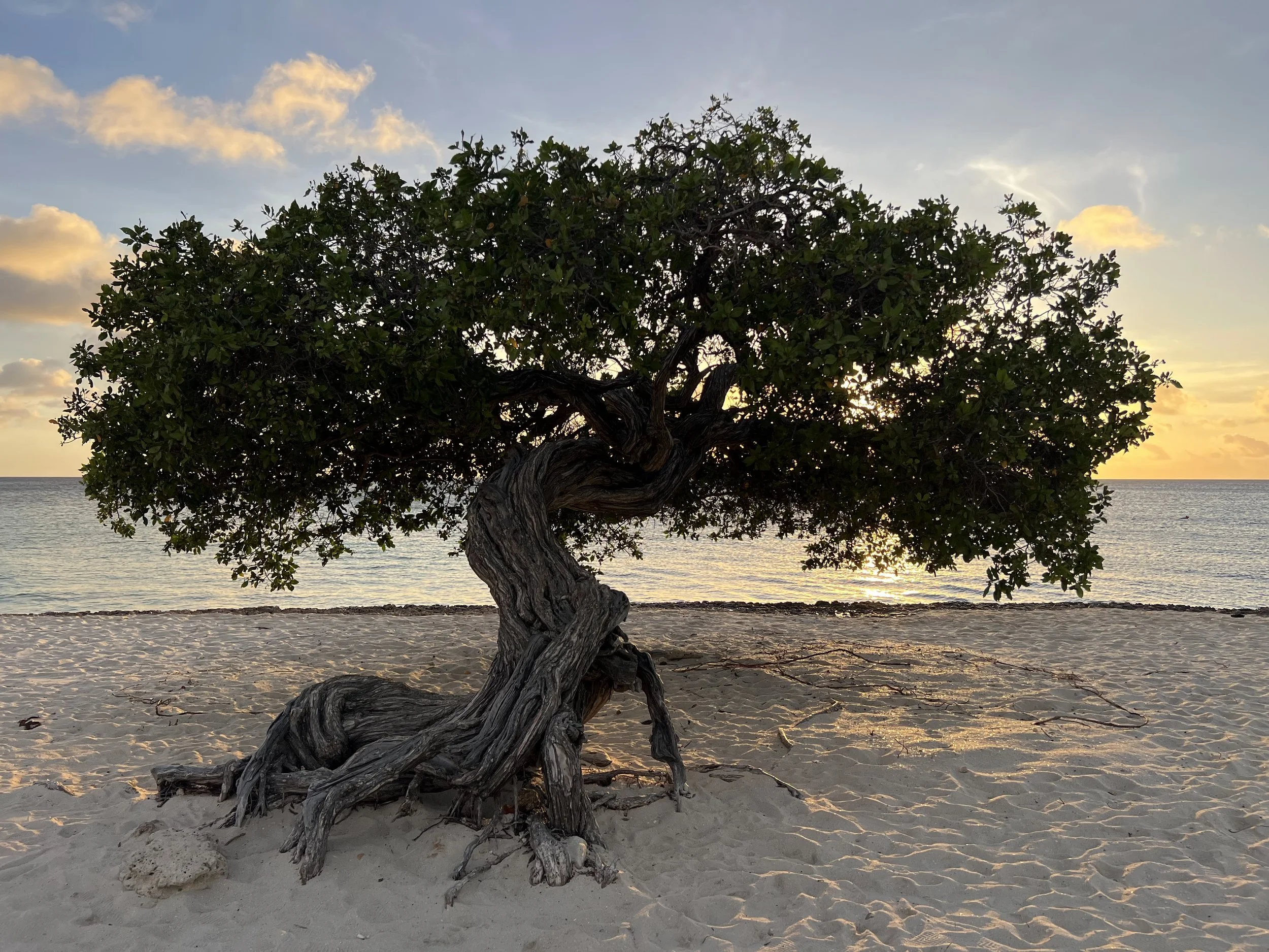 Tree at sunset in Aruba.