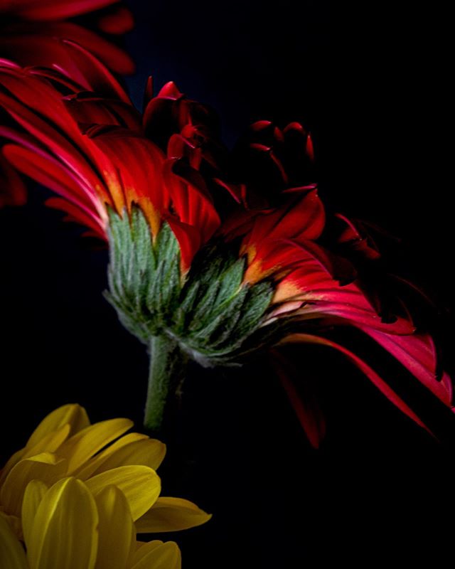 Trying to capture a more moody feel for this gerber daisy. #botanicalphotography #darkbotanical #darkmacro_art #flowersonblack #moodyflowers #moodybotanicals #petal_perfection #raw_macro #flowers_moody #petal_perfection #rainbow_petals #ig_discover_p