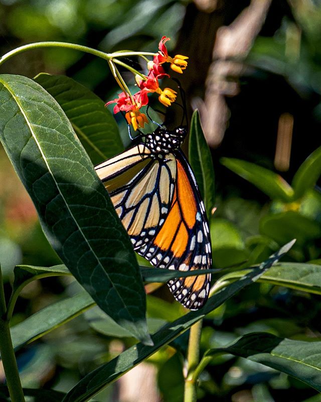A beautiful butterfly at the @morikamimuseum ... #naturephotography #naturelover #petal_perfection #rainbow_petals #loves_flowers #butterfly #loves_blossom #mydailyflower #flowerstagram #ig_discover_petals