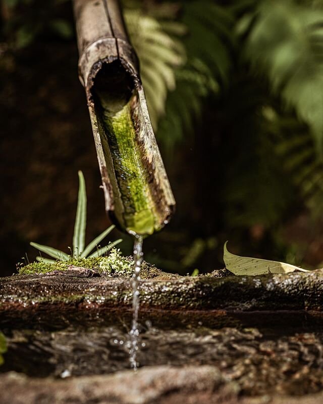 Bamboo waters calm the nerves. &mdash; #morikamimuseum #morikamigardens #morikamimuseumandjapanesegardens #naturephotography #naturephotographer #gardens