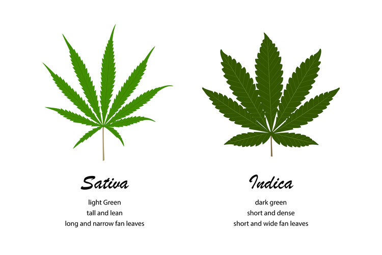 The Difference Between Indica and Sativa