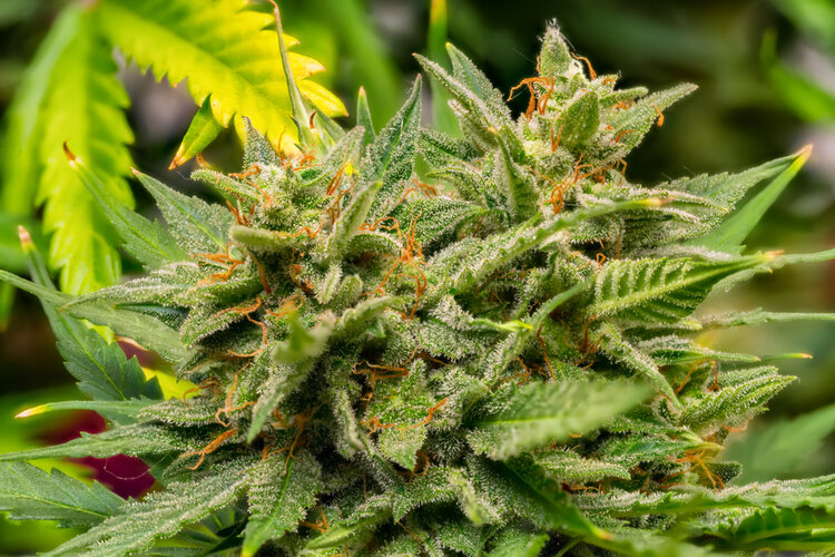 The Difference Between Indica and Sativa