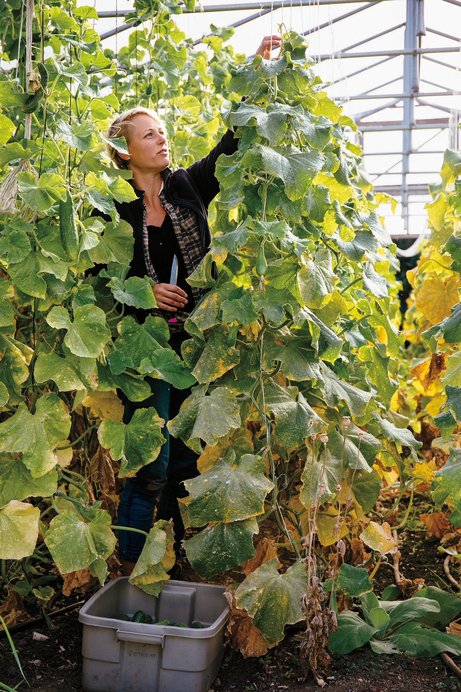 Thea taming the vines.