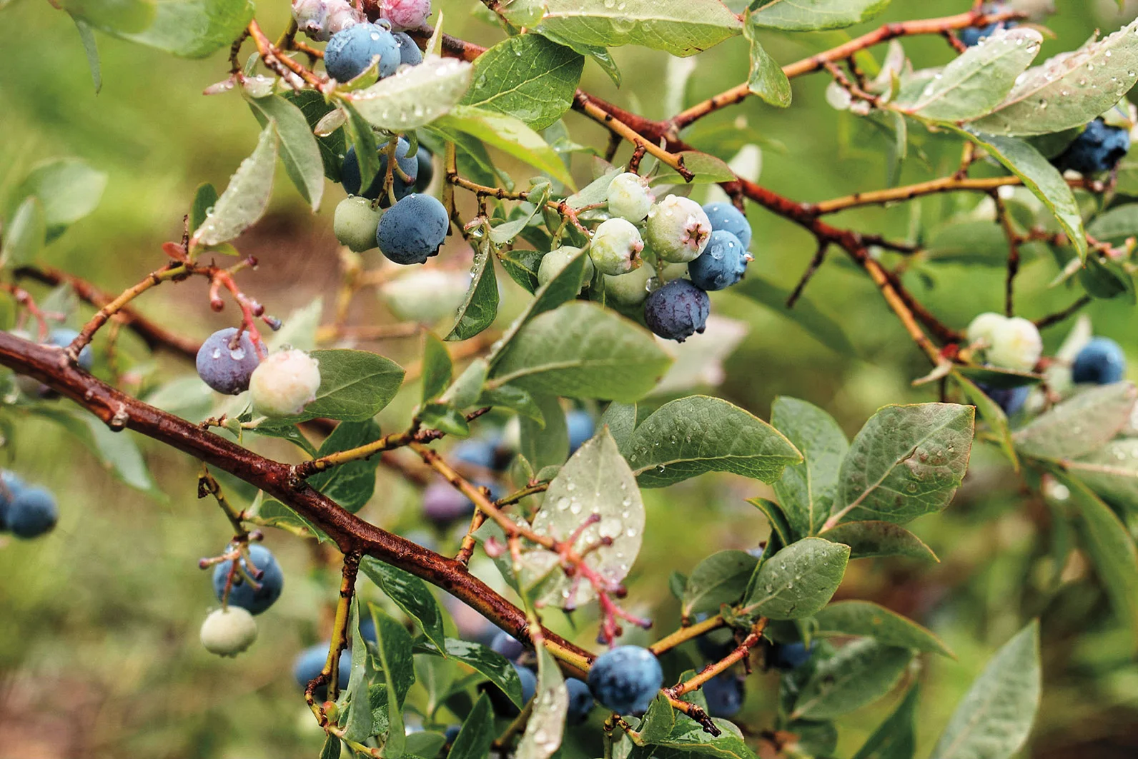 The farm has been through many iterations, from sheep to strawberries. For berries these days though, it's mostly blueberries.