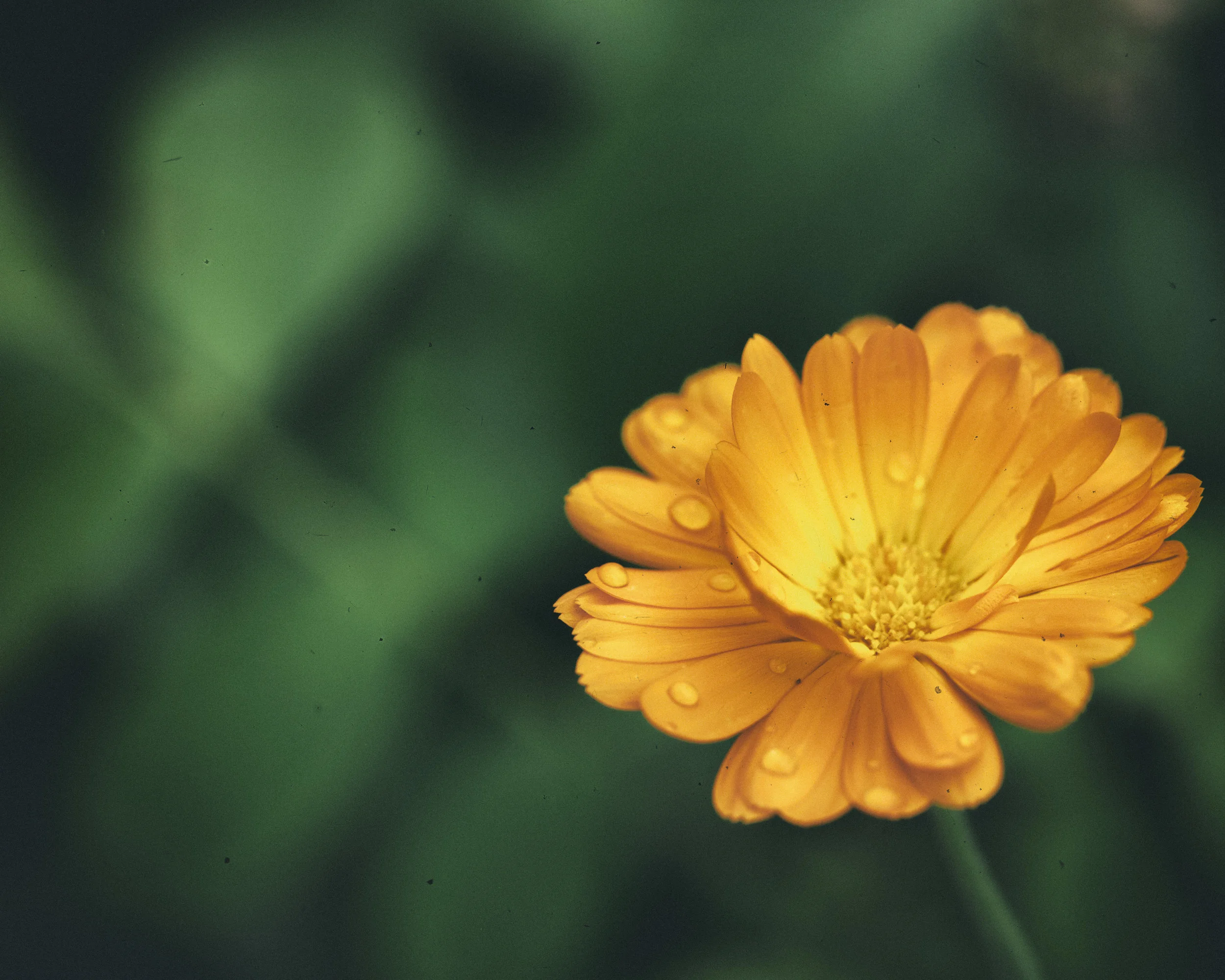 Calendula after rain small-.jpg