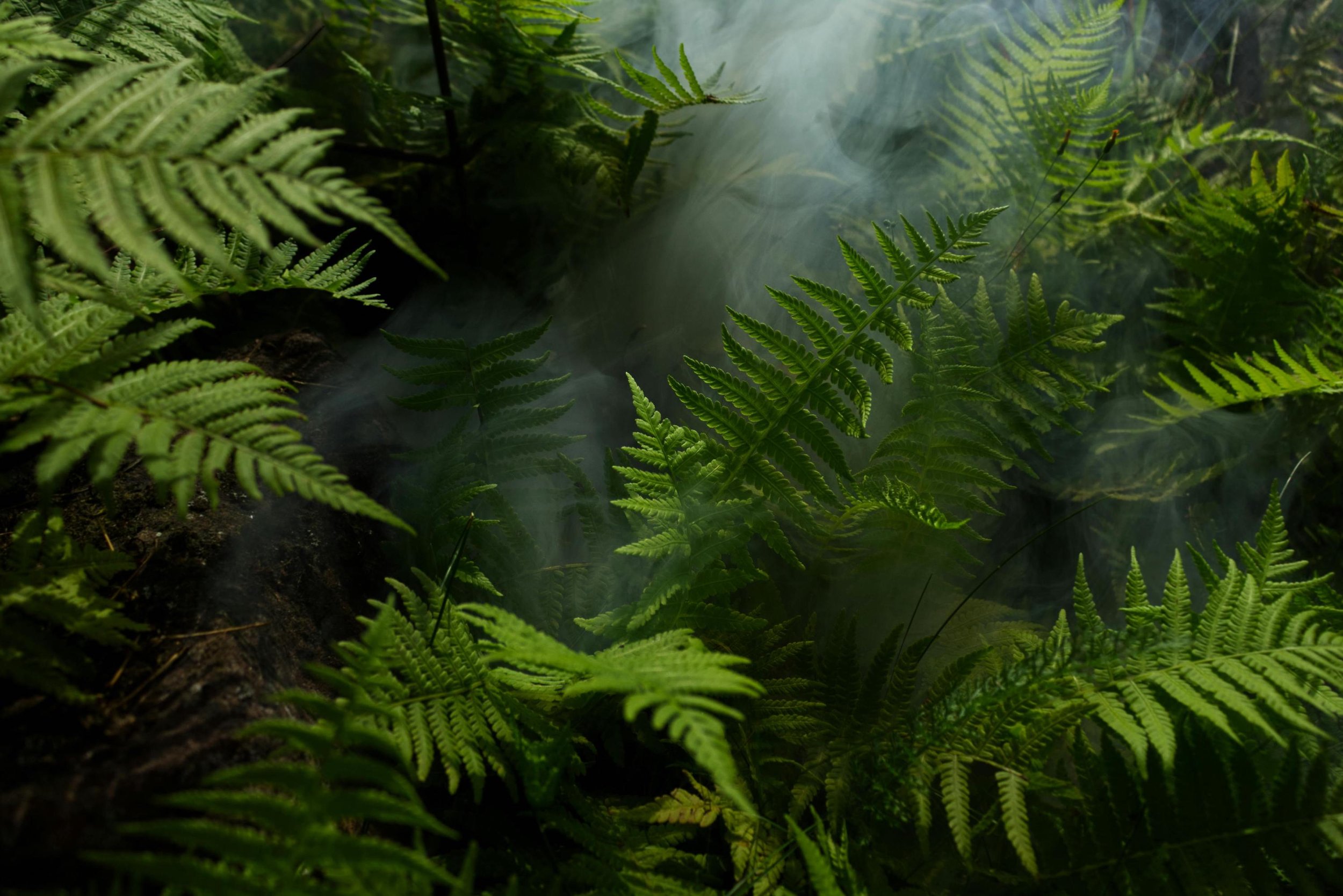 Amazonian Ancient Earthworks