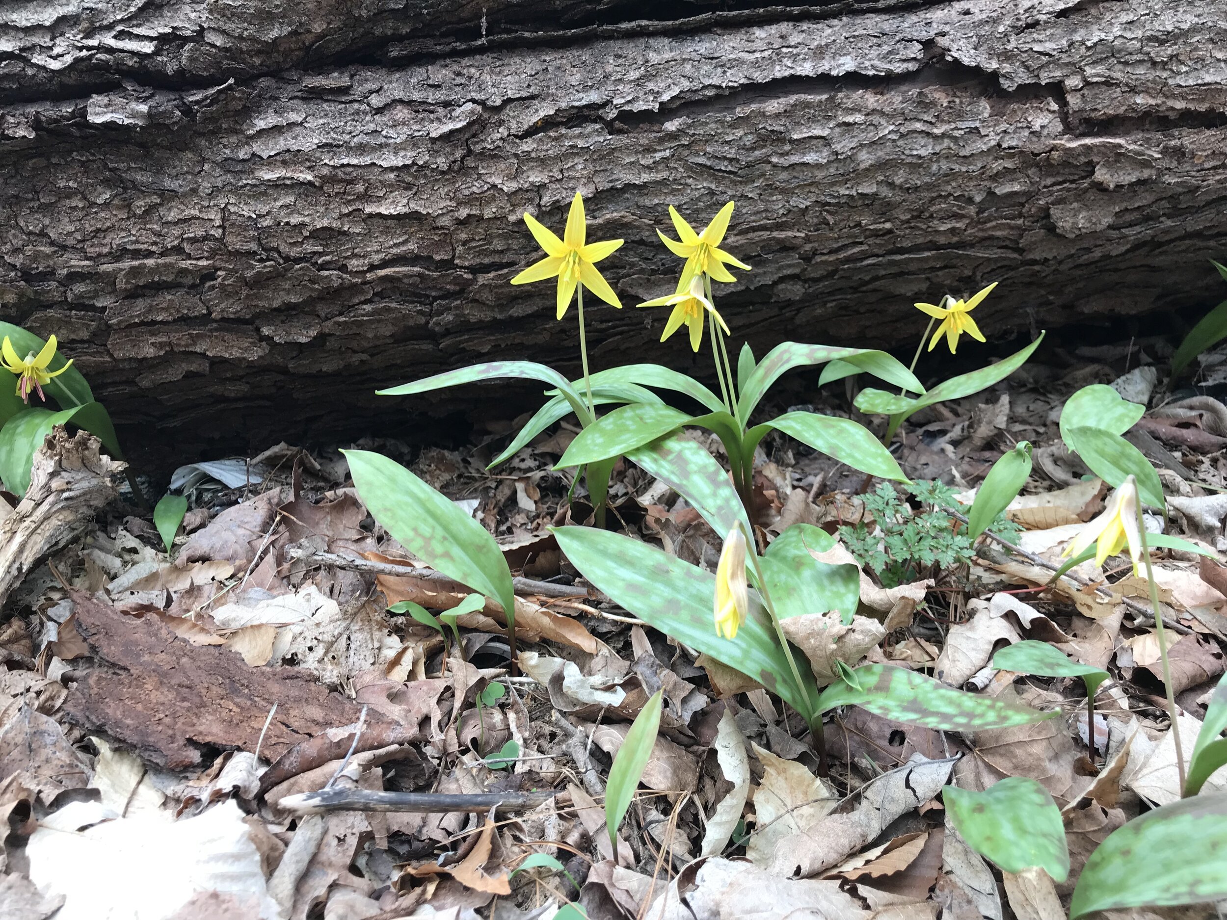 Spring+Ground+Orchids.jpg