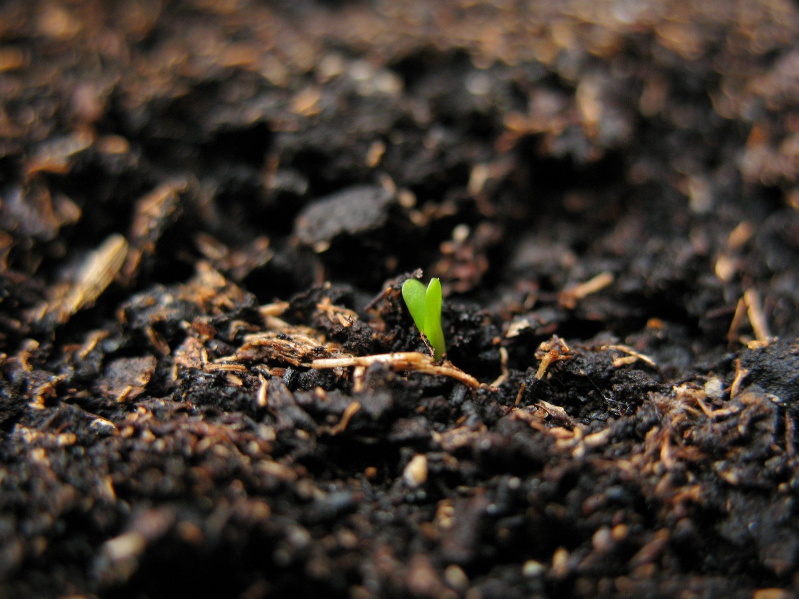 sprout.jpg
