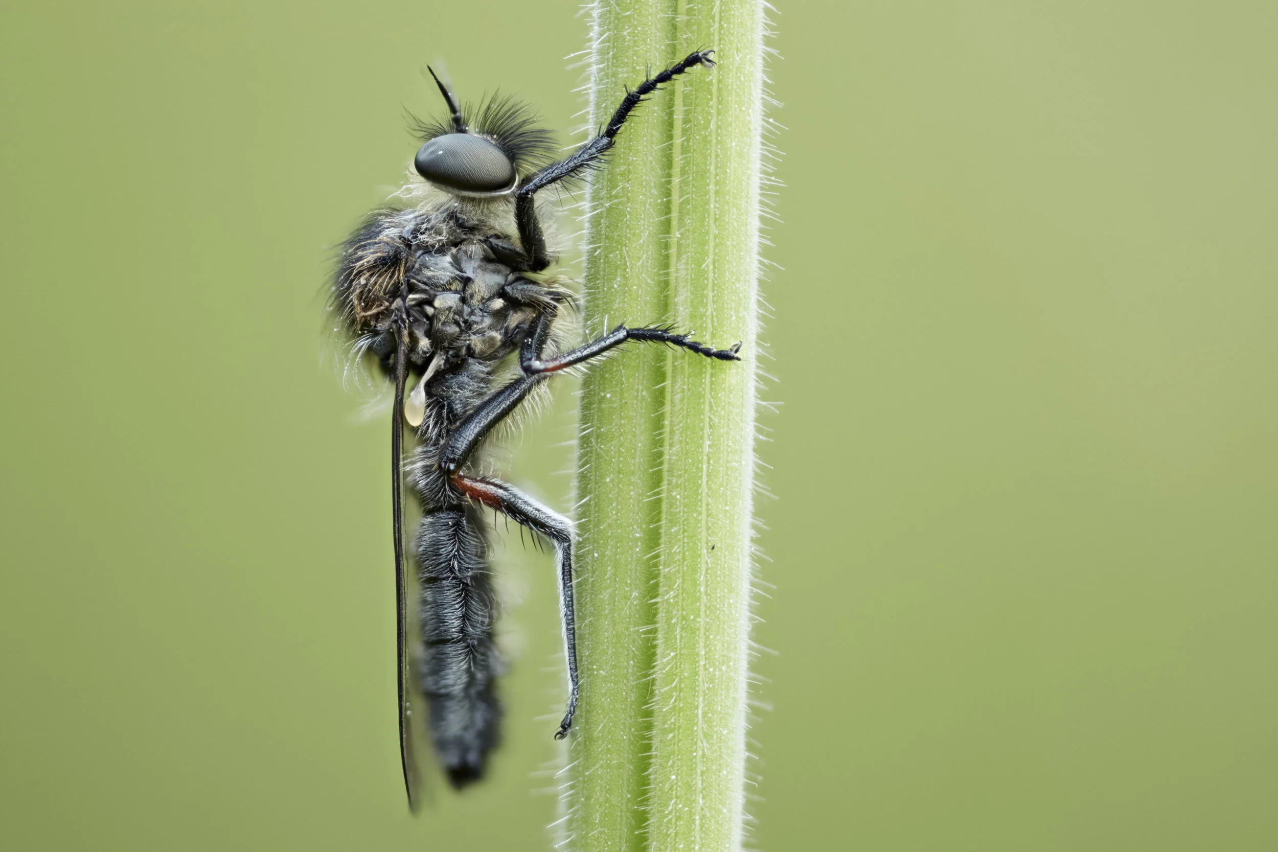 Fly-1.jpg