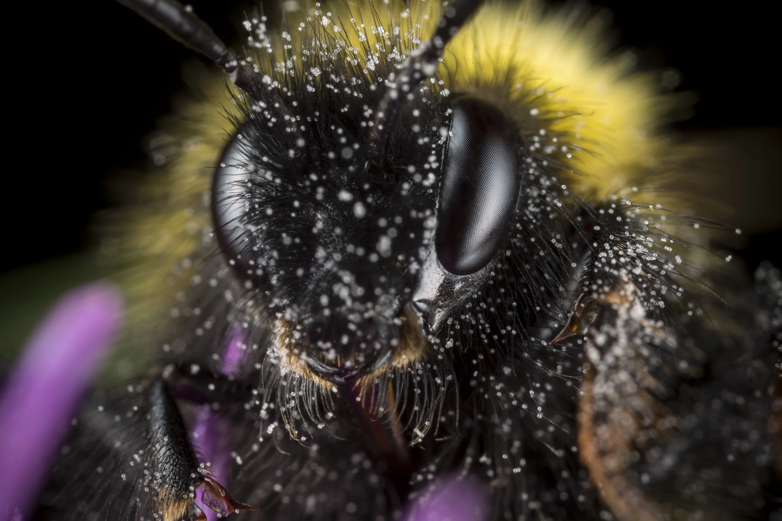 Bee-1.jpg