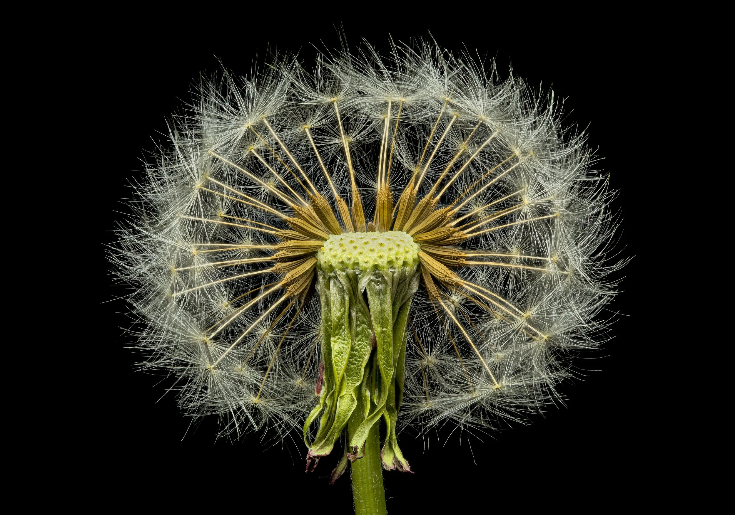 2021-05-15-15.27.47 ZS PMax-2.jpg