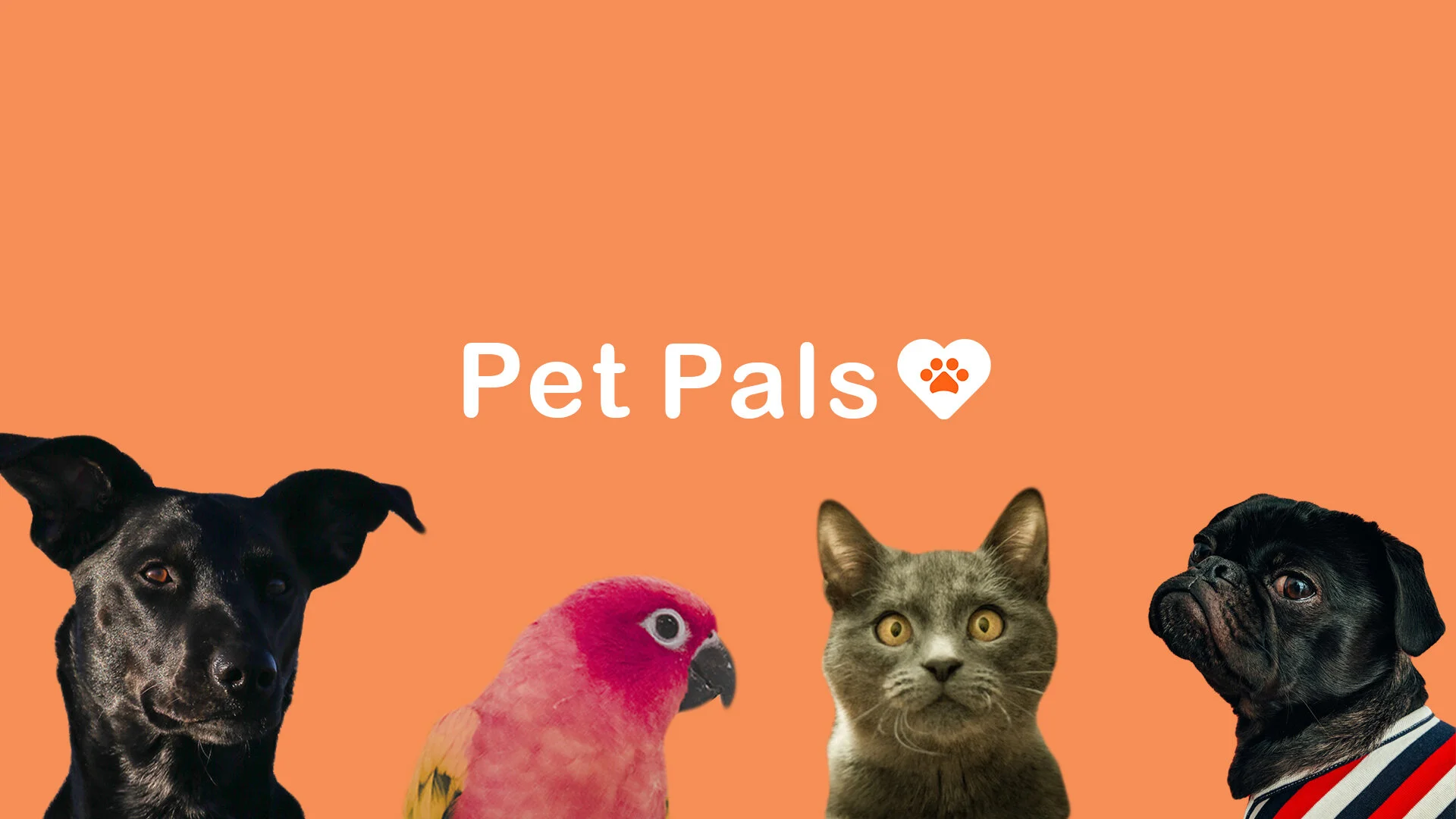 PET PALS   //   2019